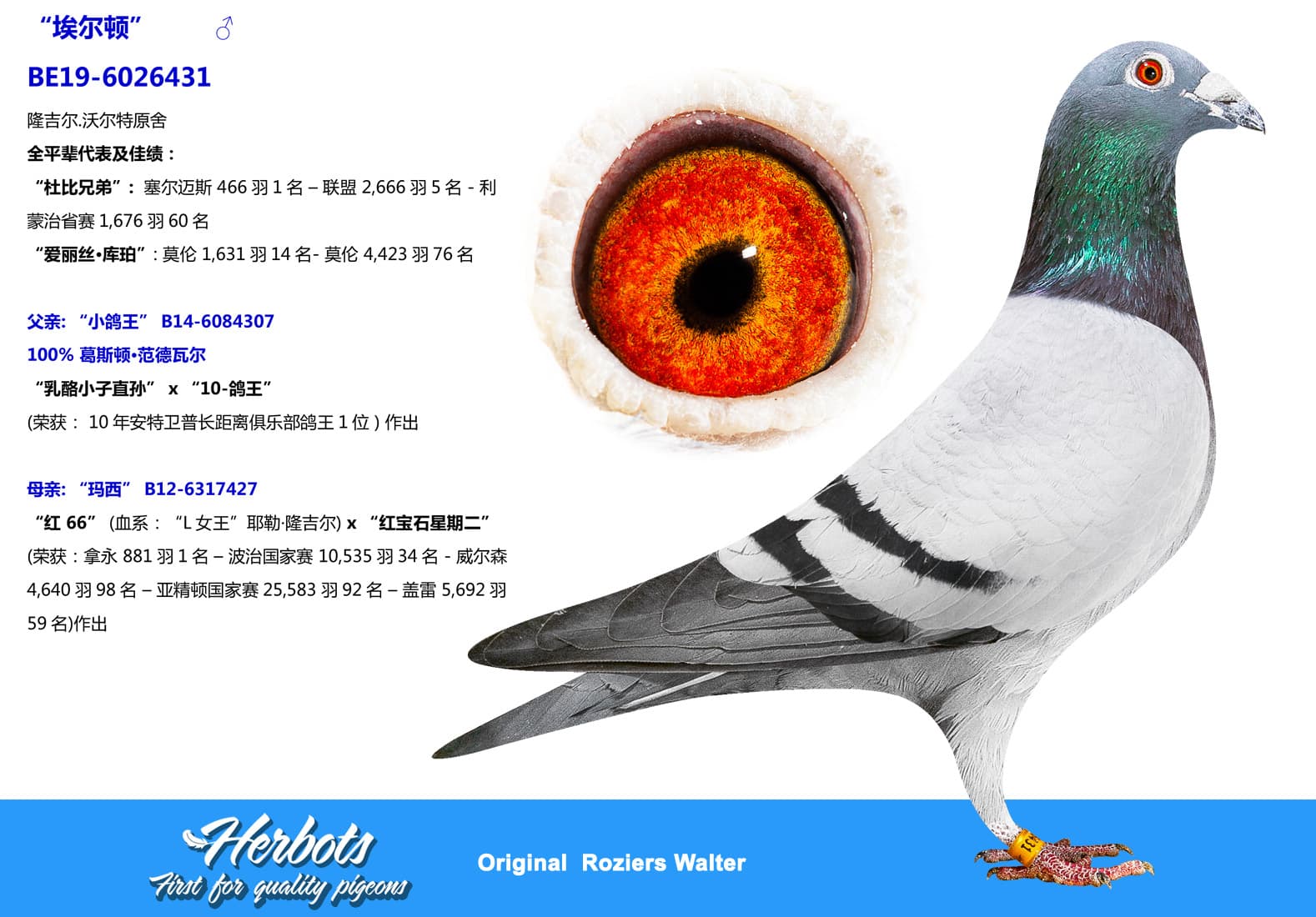 pigeon: undefined