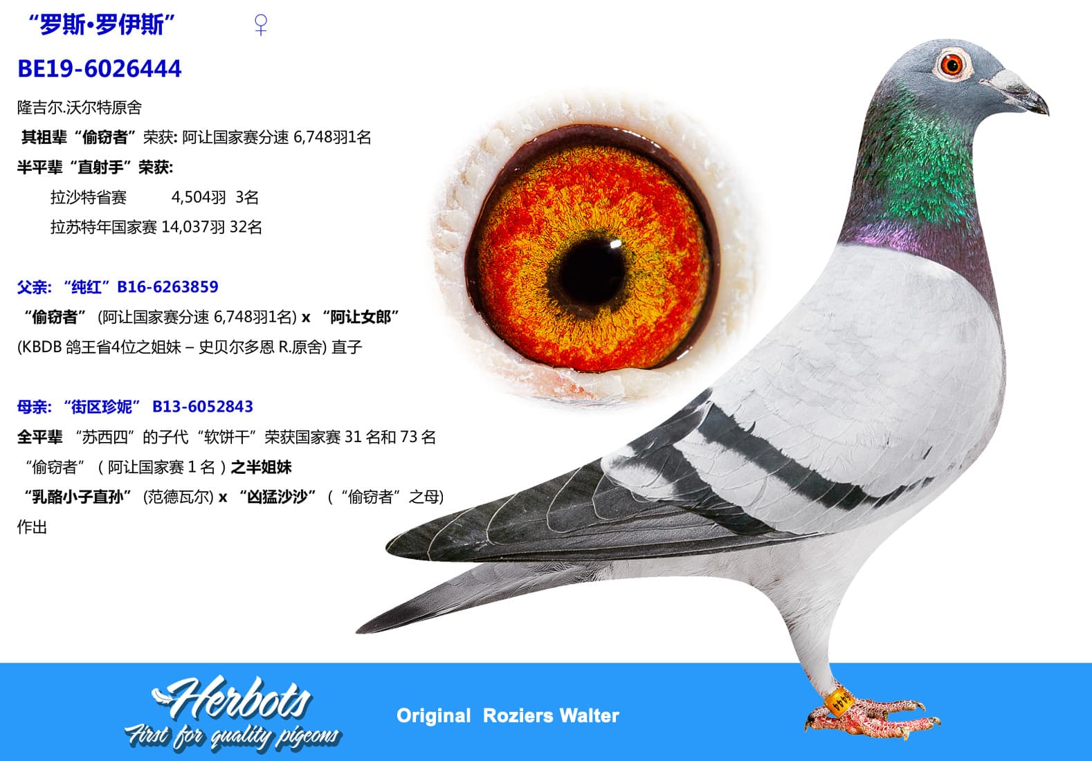 pigeon: undefined