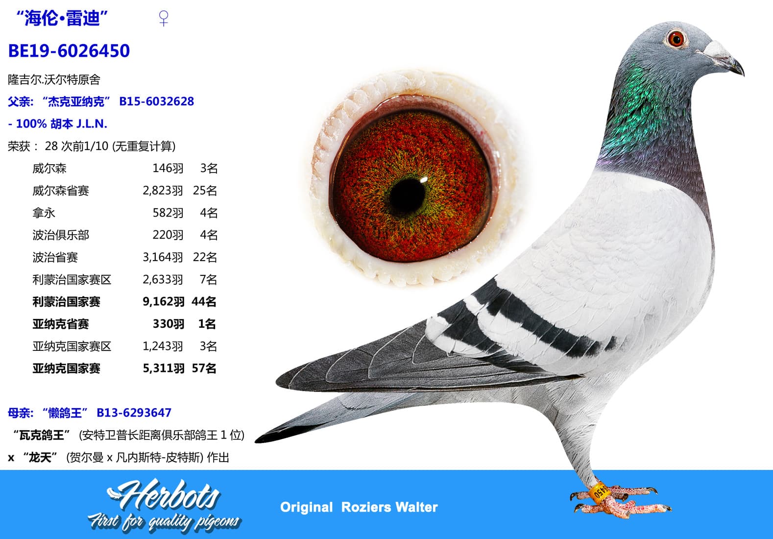 pigeon: undefined
