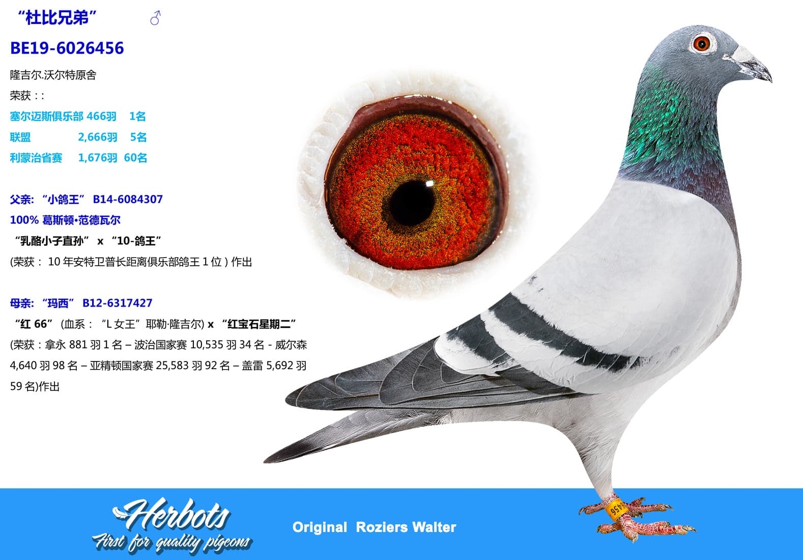 pigeon: undefined