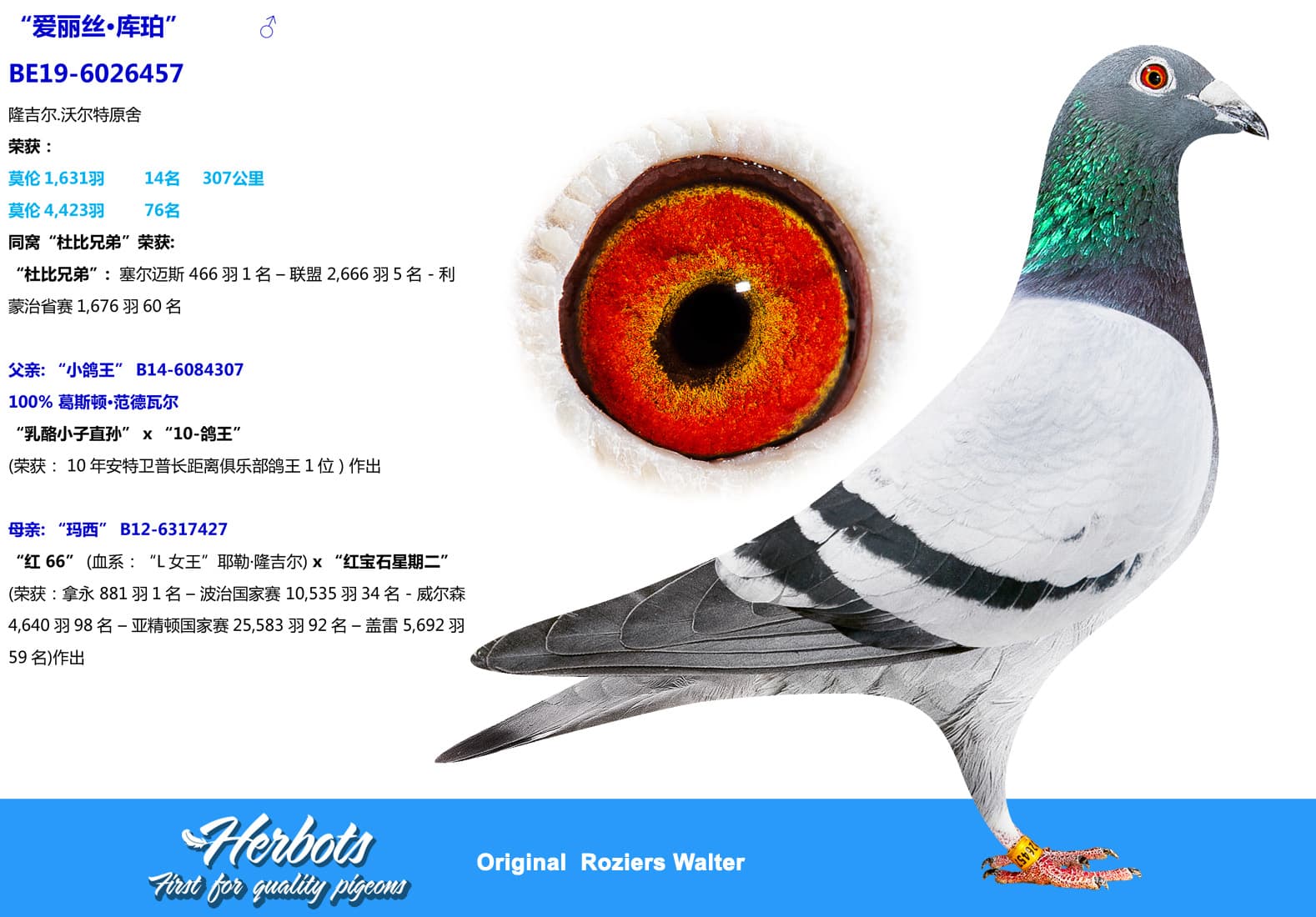 pigeon: undefined