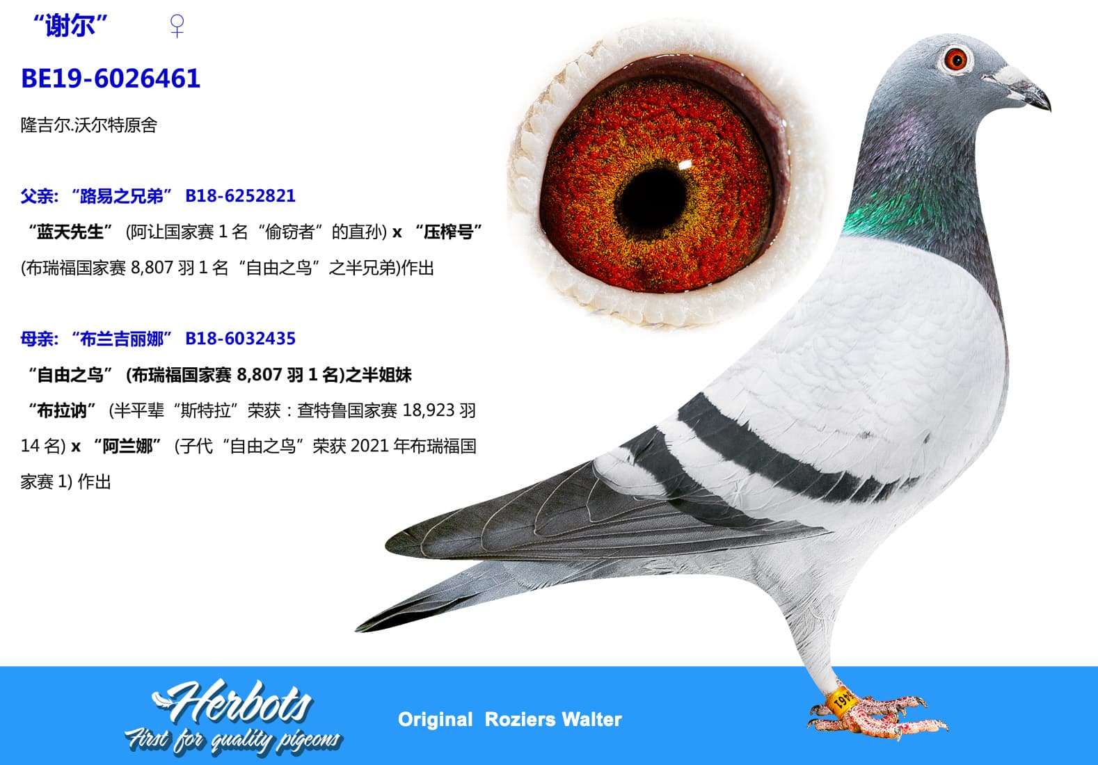 pigeon: undefined