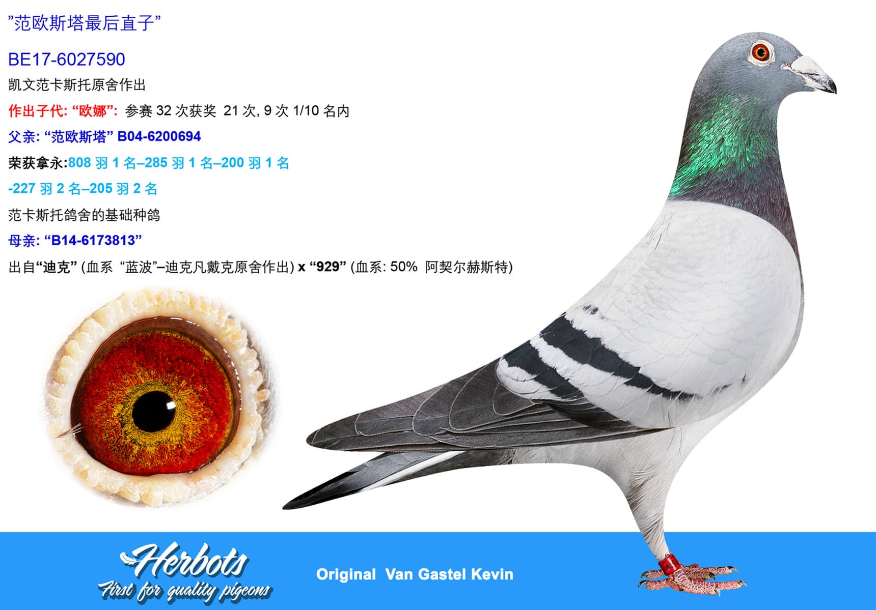 pigeon: undefined