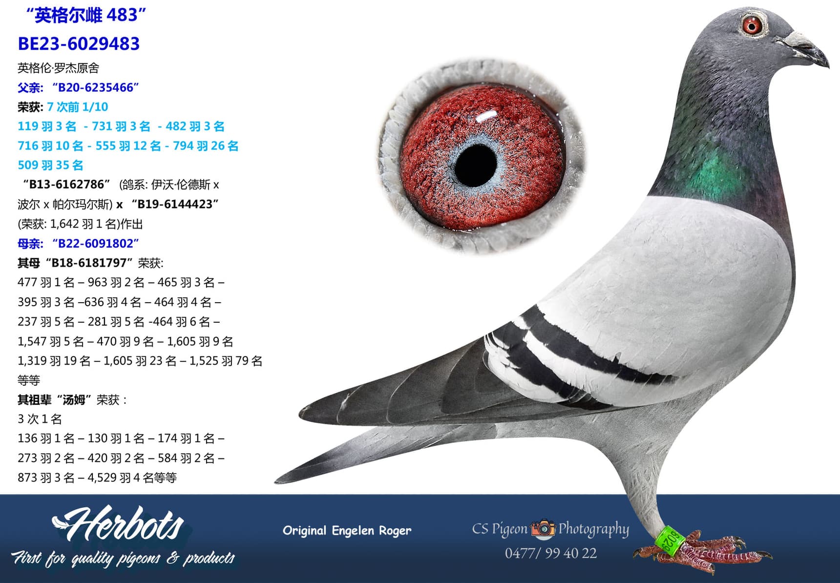 pigeon: undefined