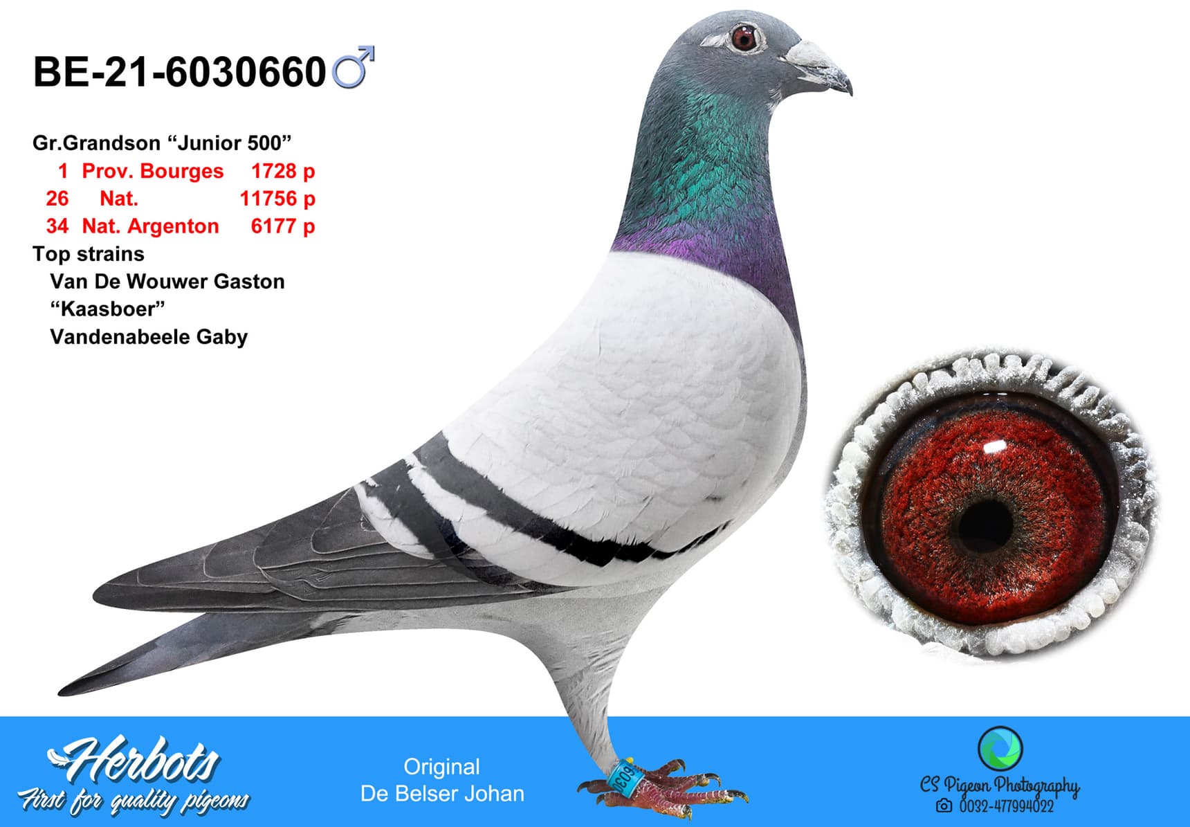 pigeon: undefined