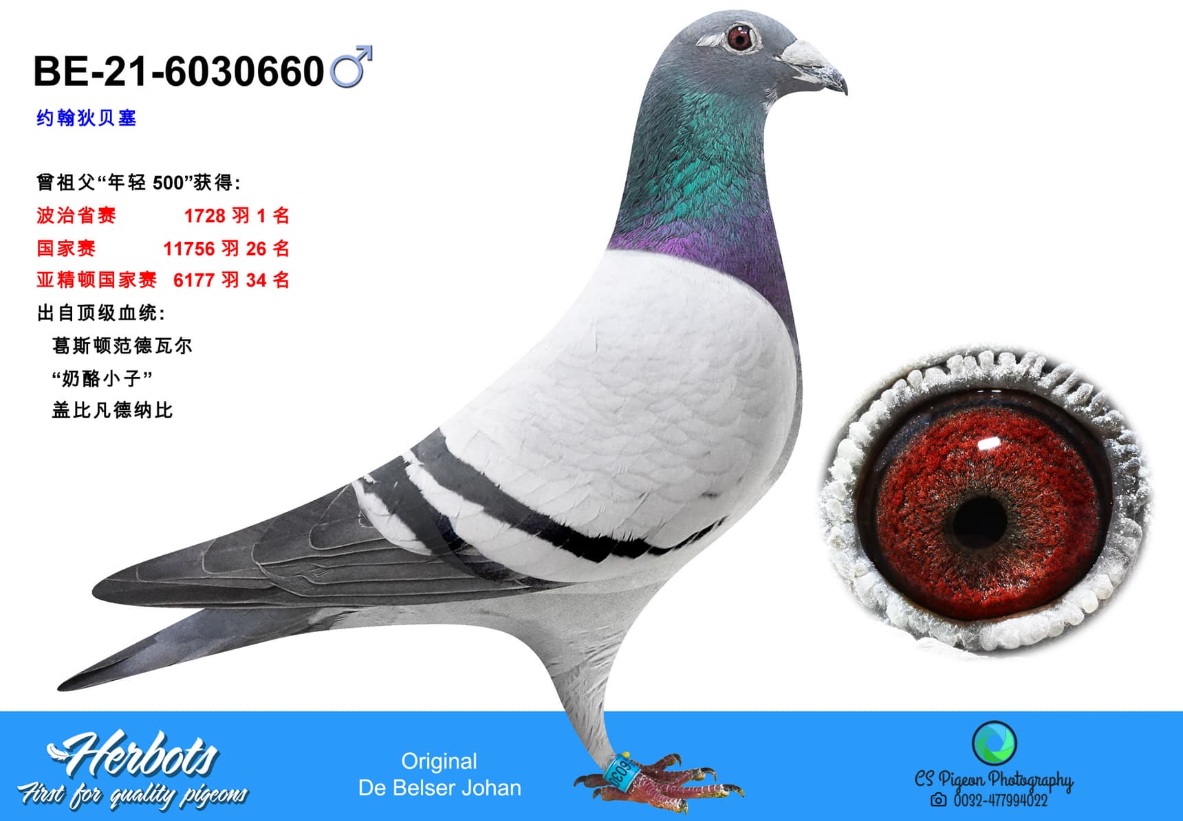 pigeon: undefined