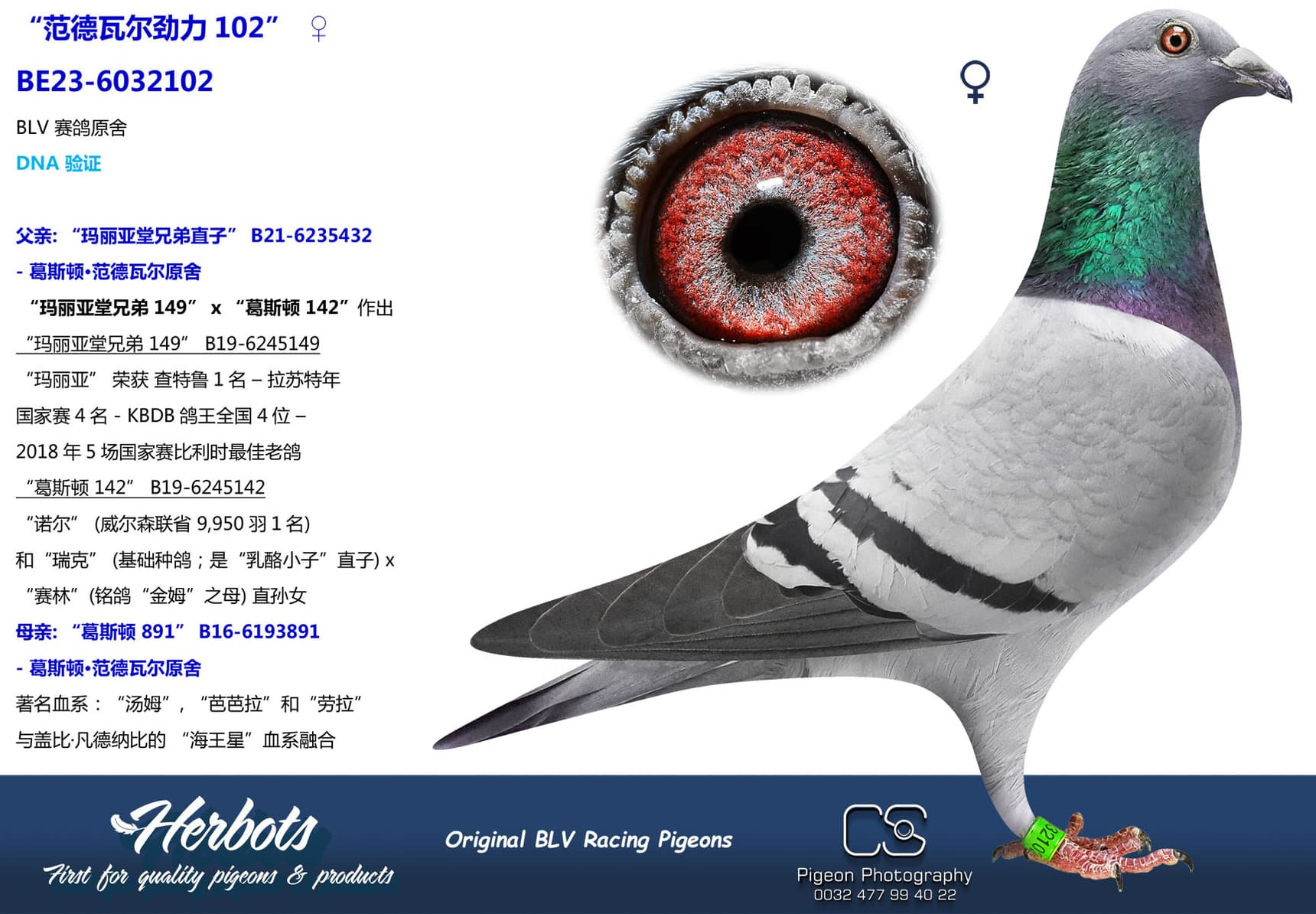 pigeon: “范德瓦尔劲力102”