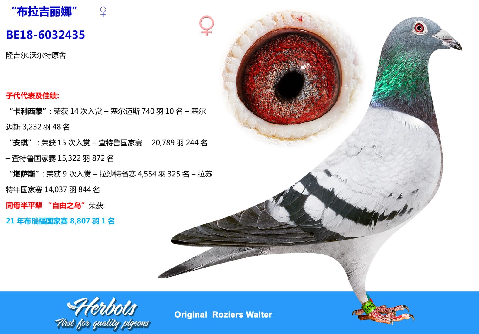 pigeon: undefined