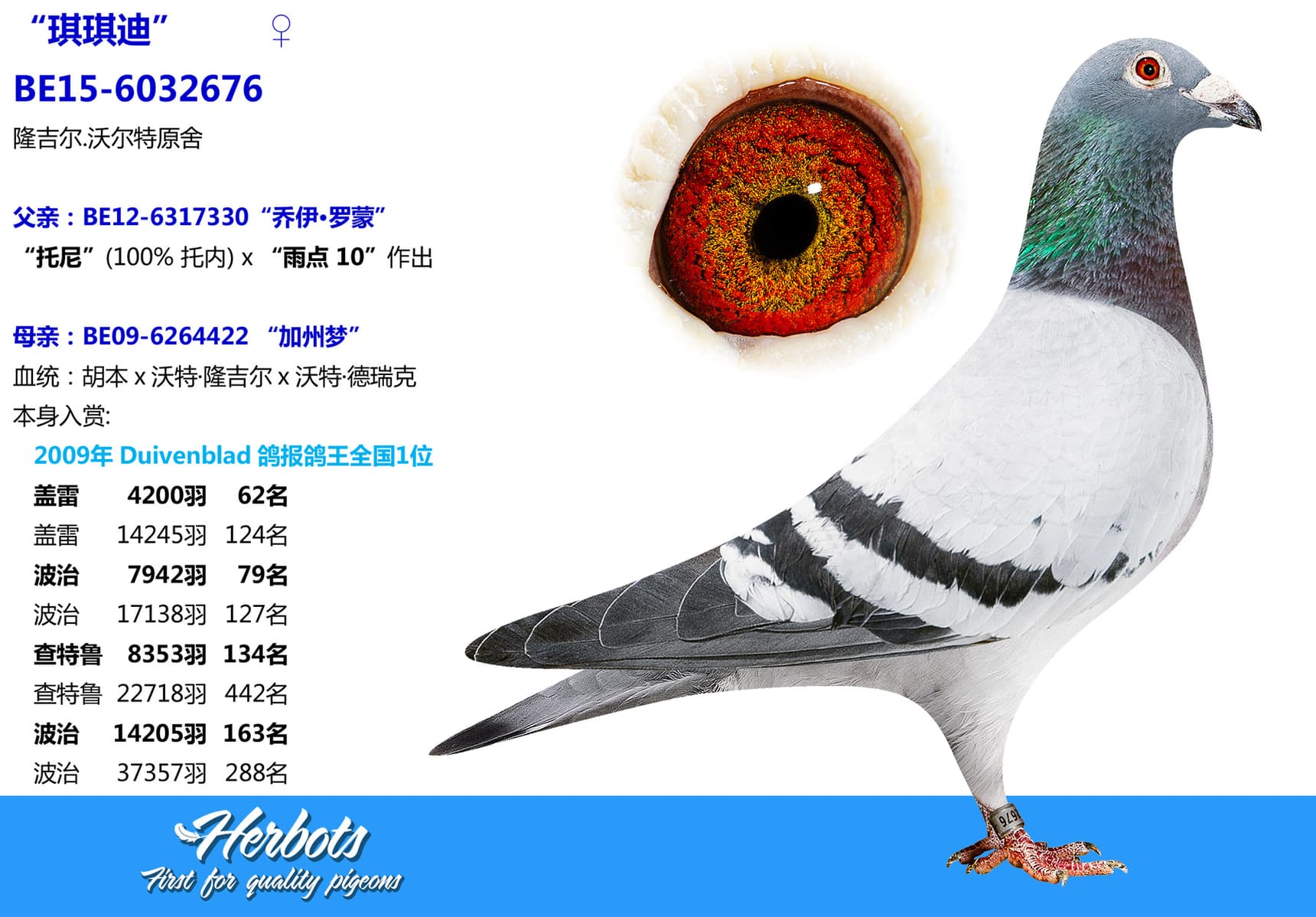 pigeon: undefined