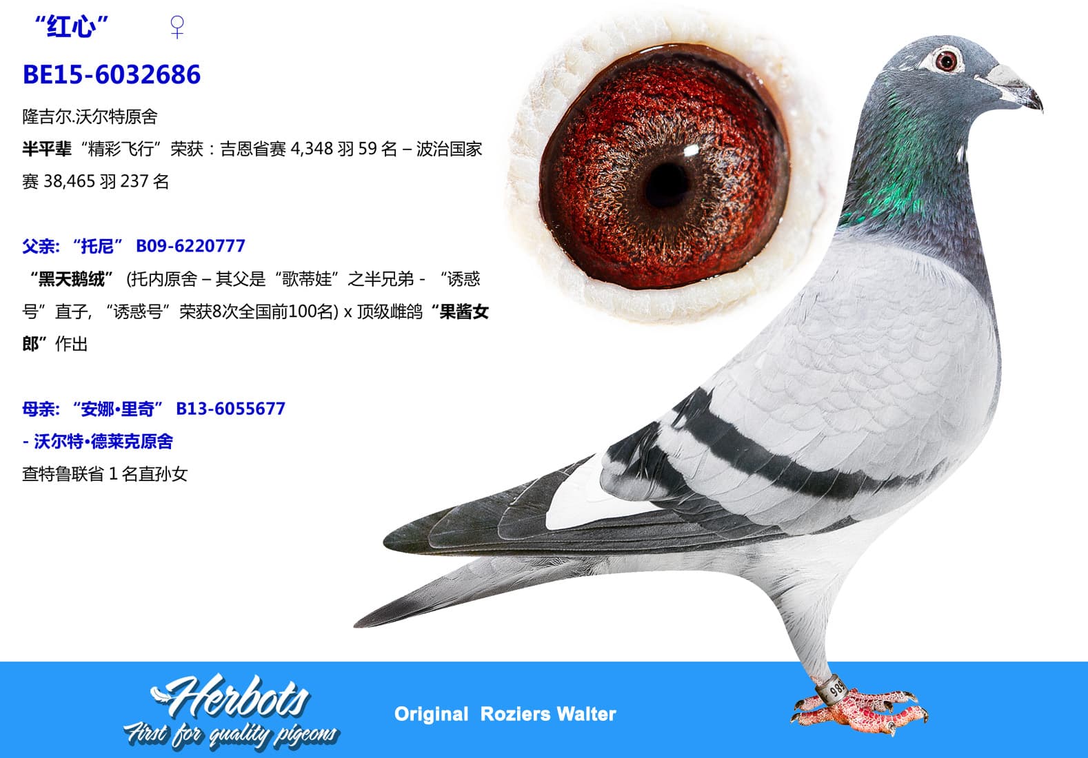 pigeon: undefined