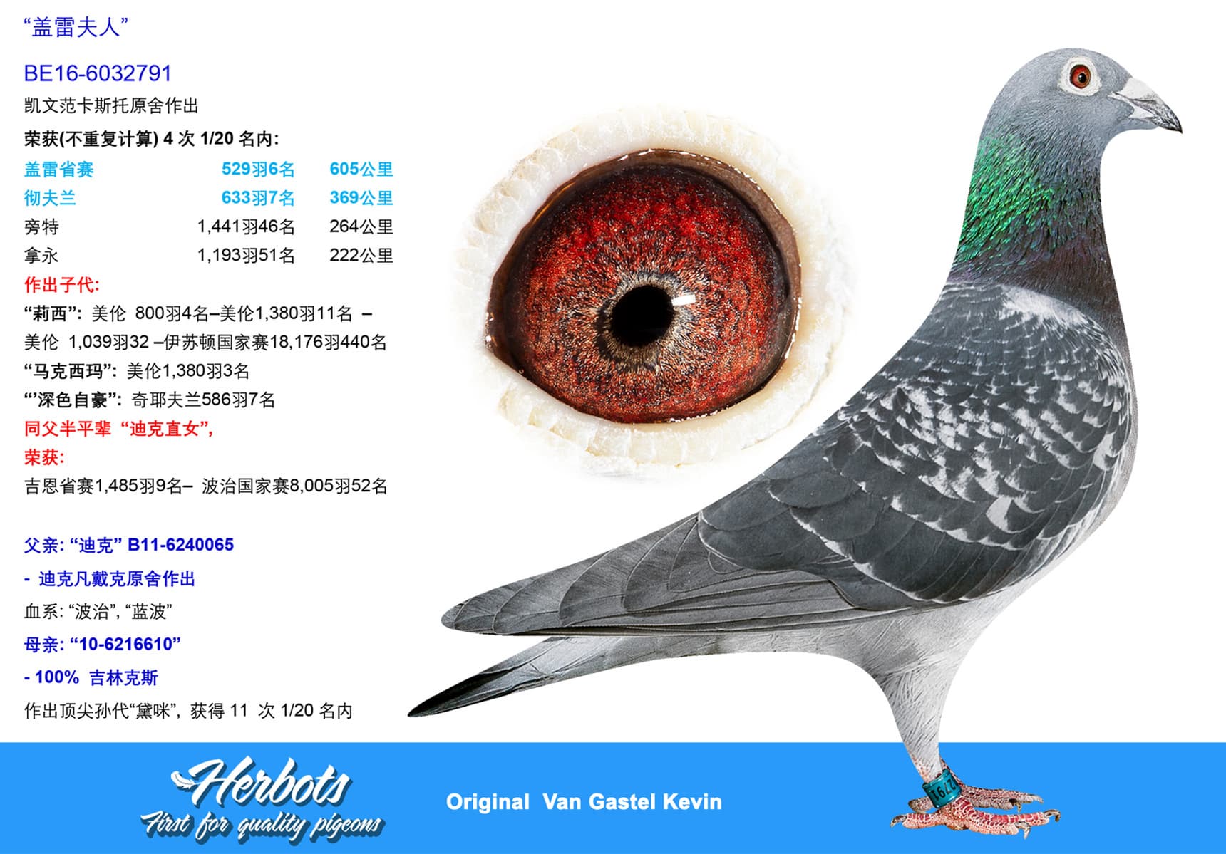 pigeon: undefined