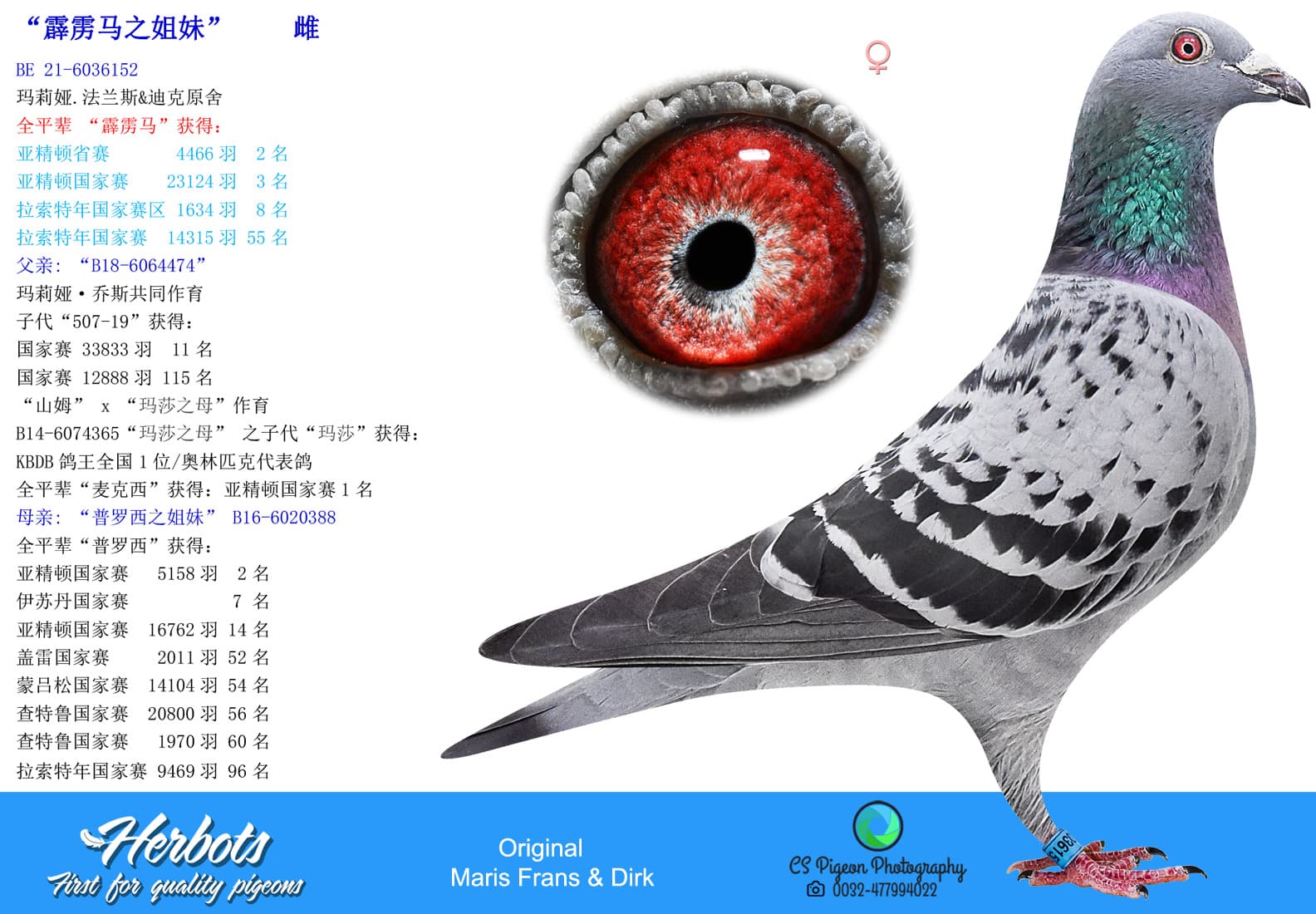 pigeon: undefined