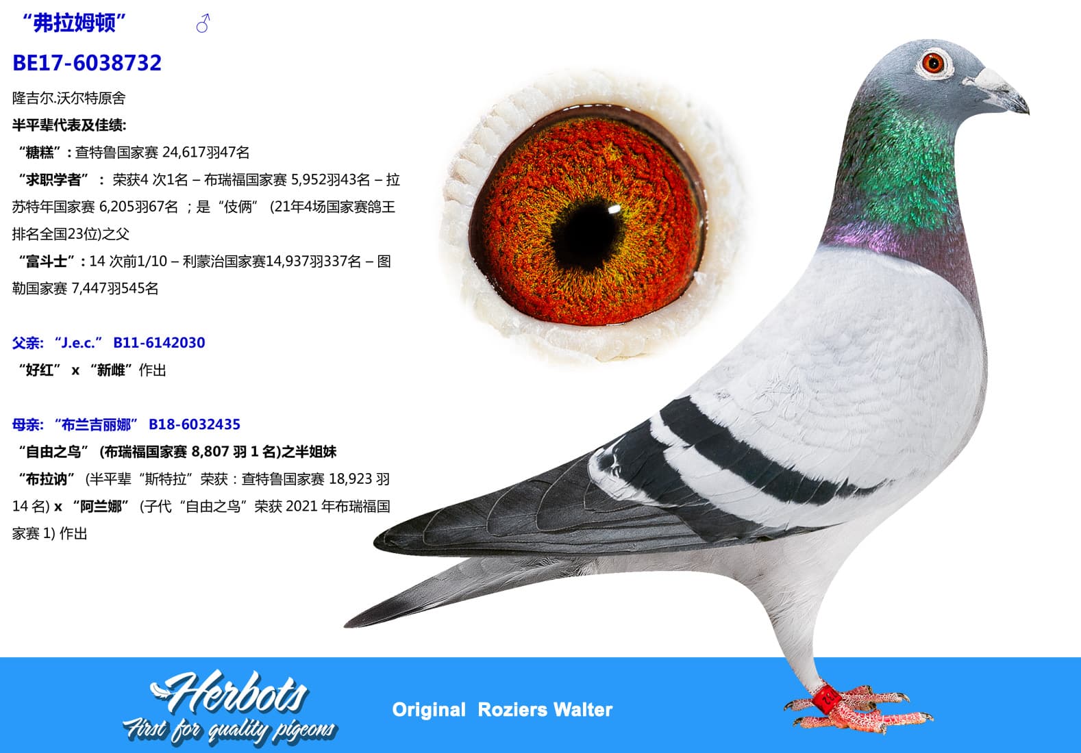pigeon: undefined