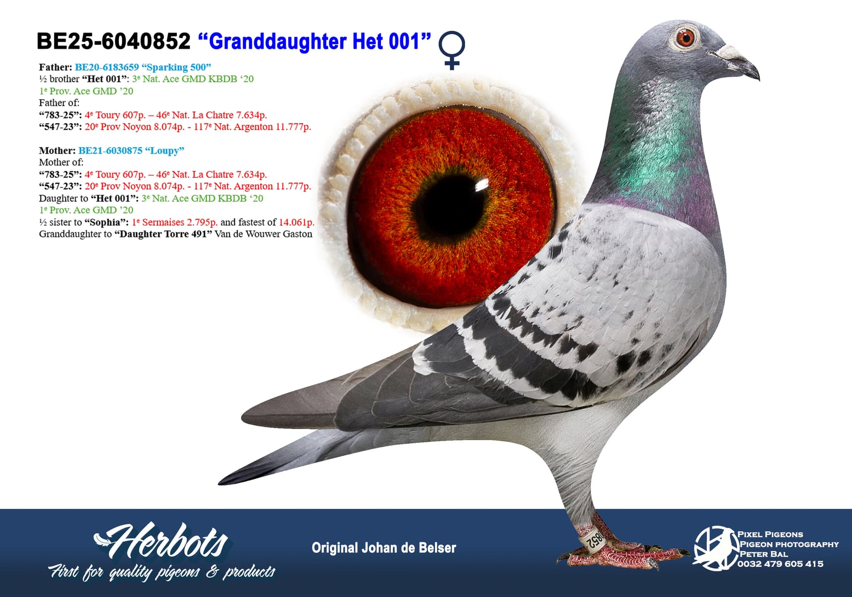 pigeon: undefined
