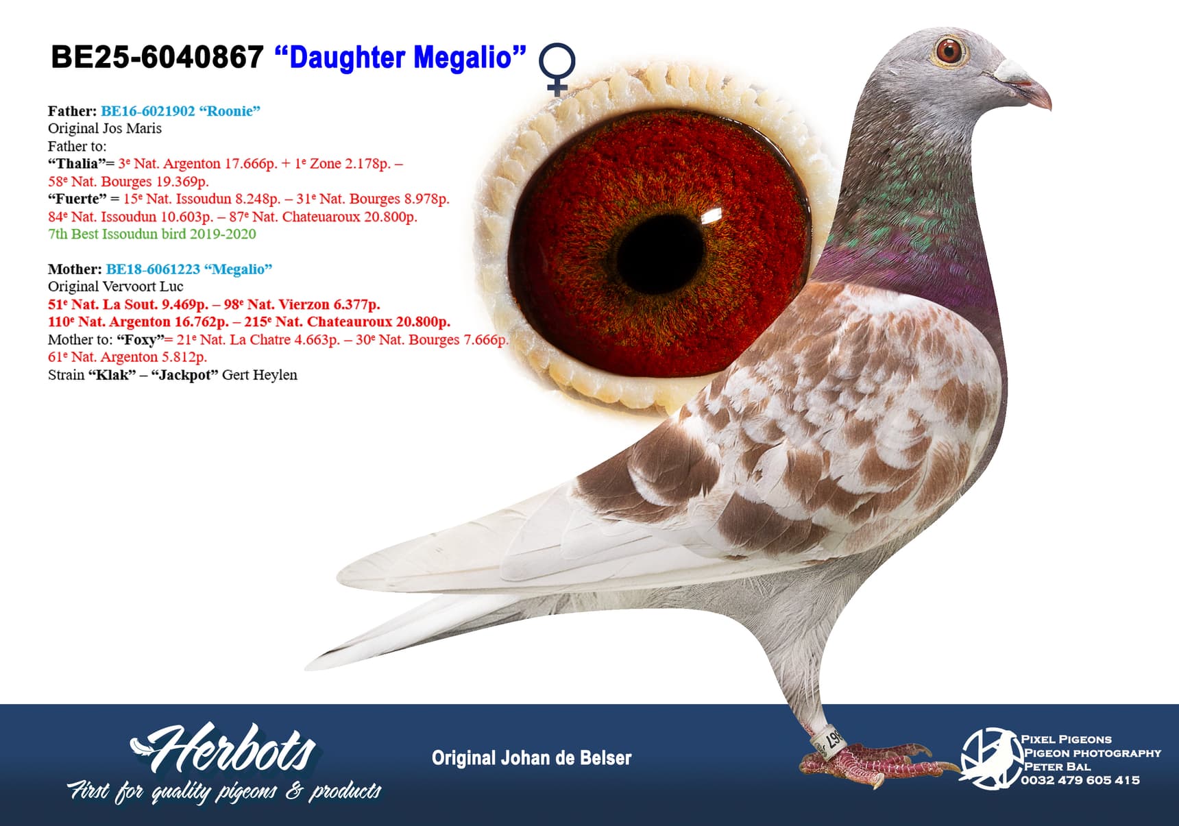 pigeon: undefined