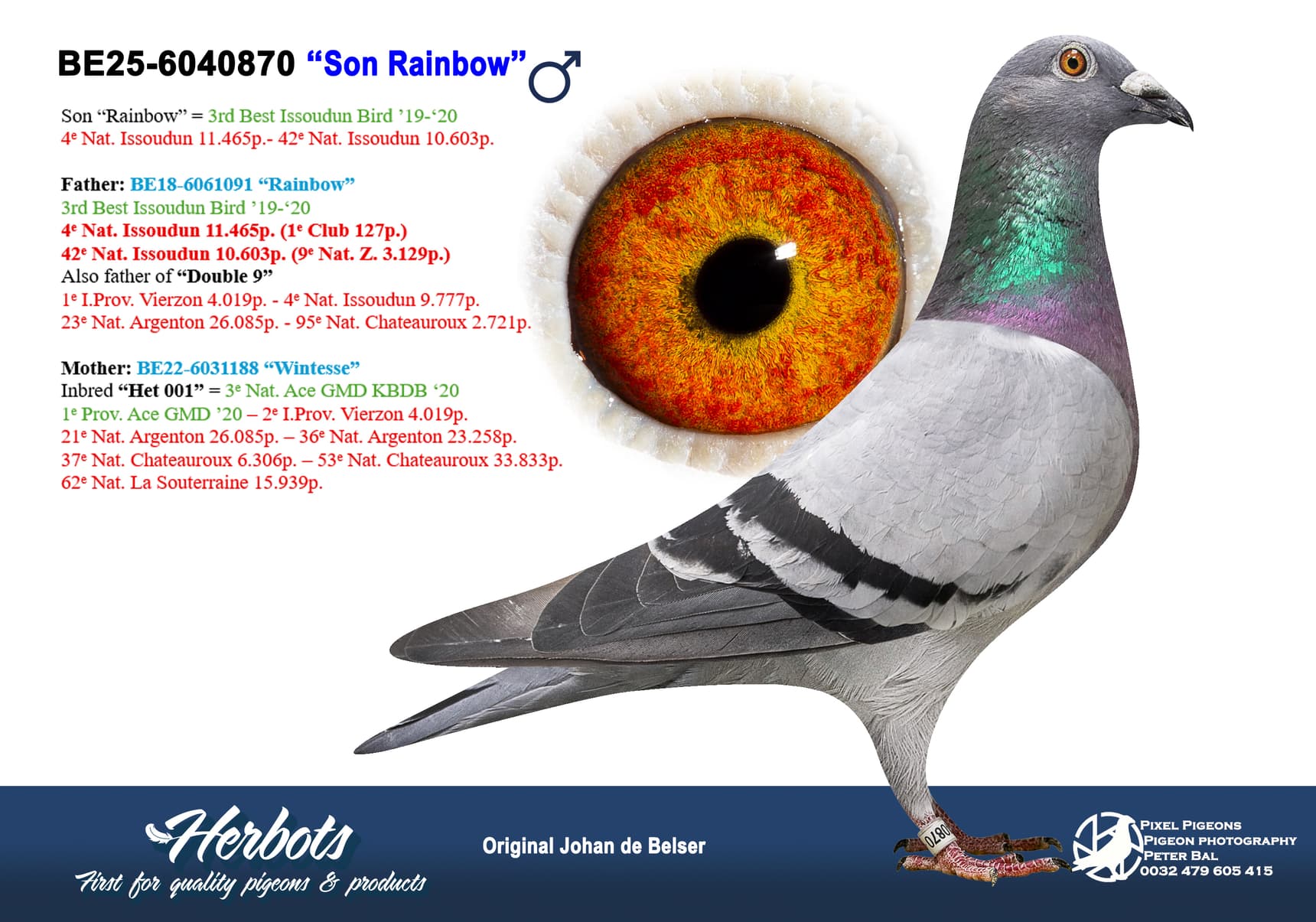 pigeon: undefined
