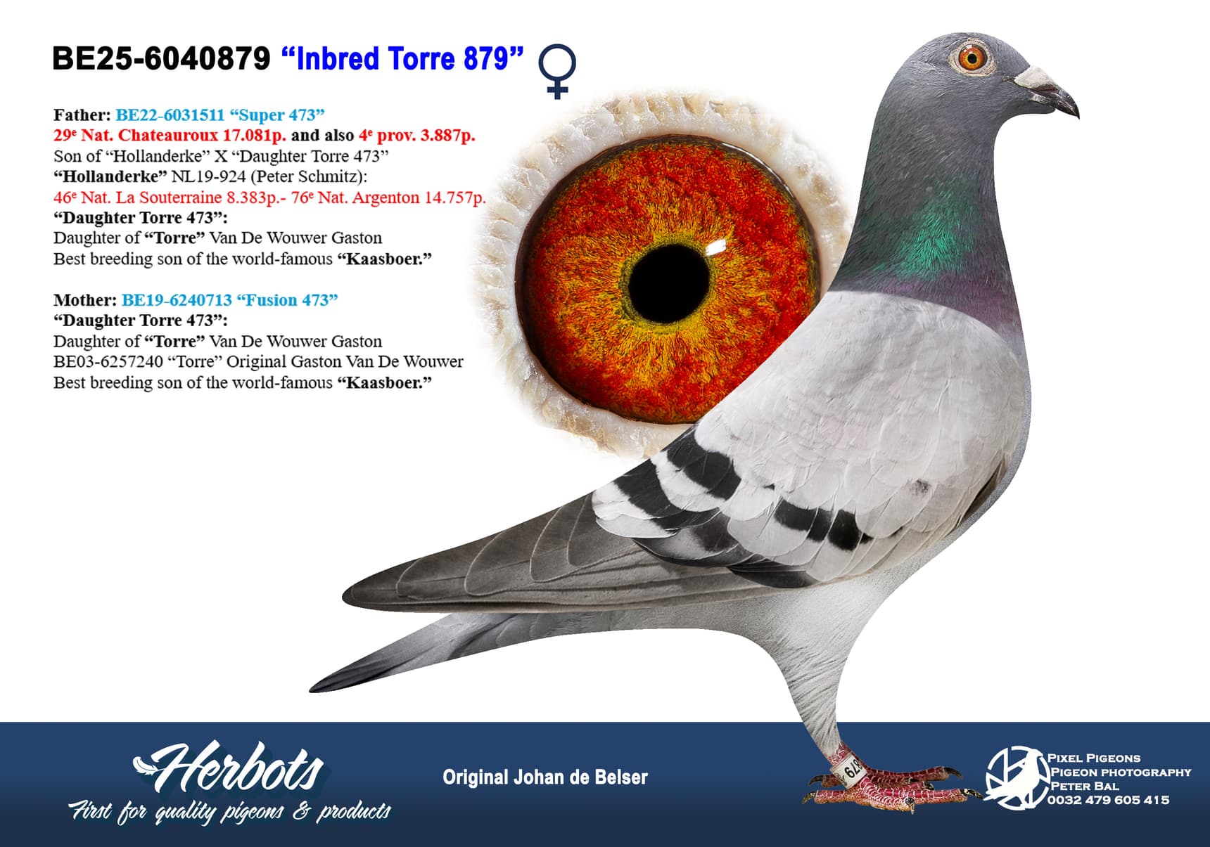 pigeon: undefined