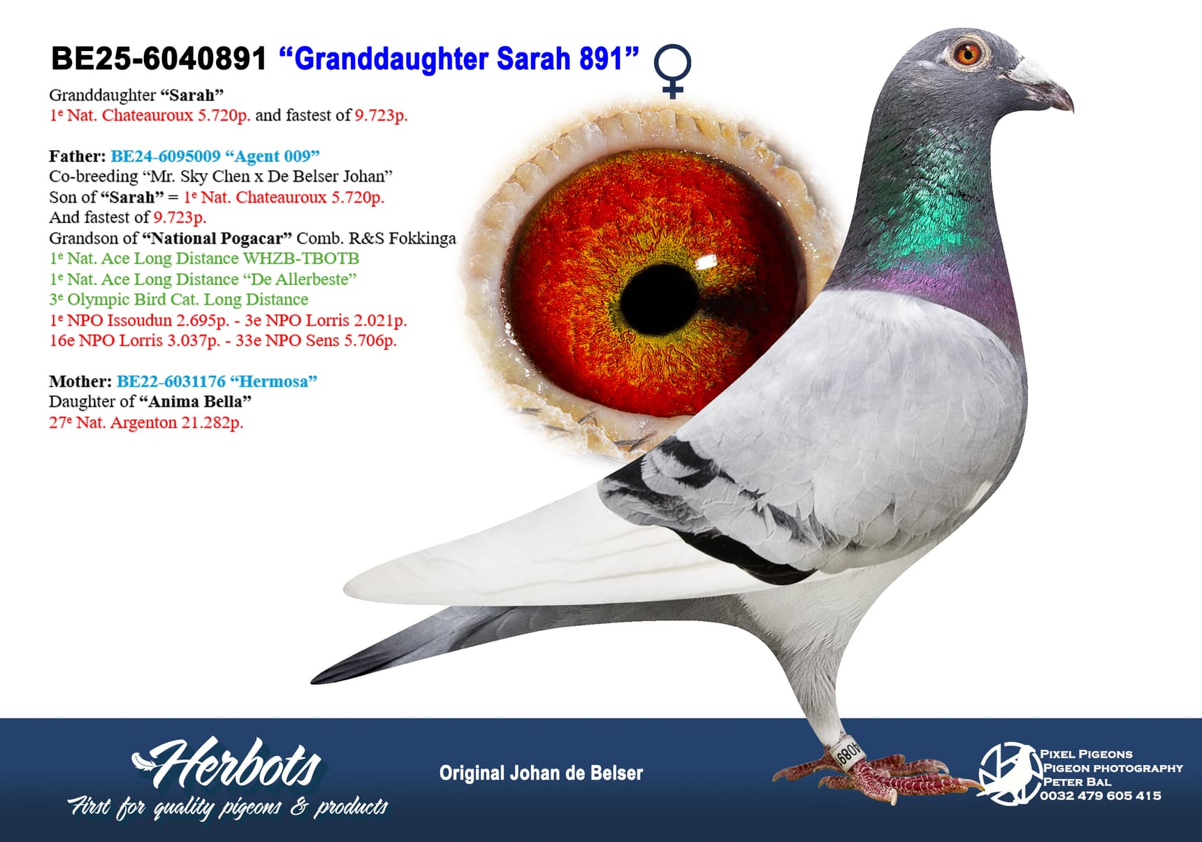 pigeon: undefined