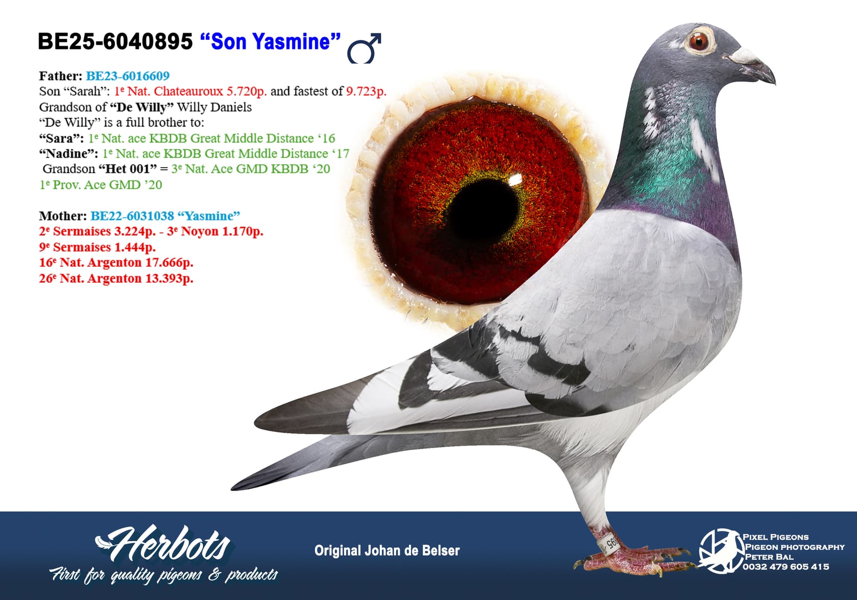 pigeon: undefined