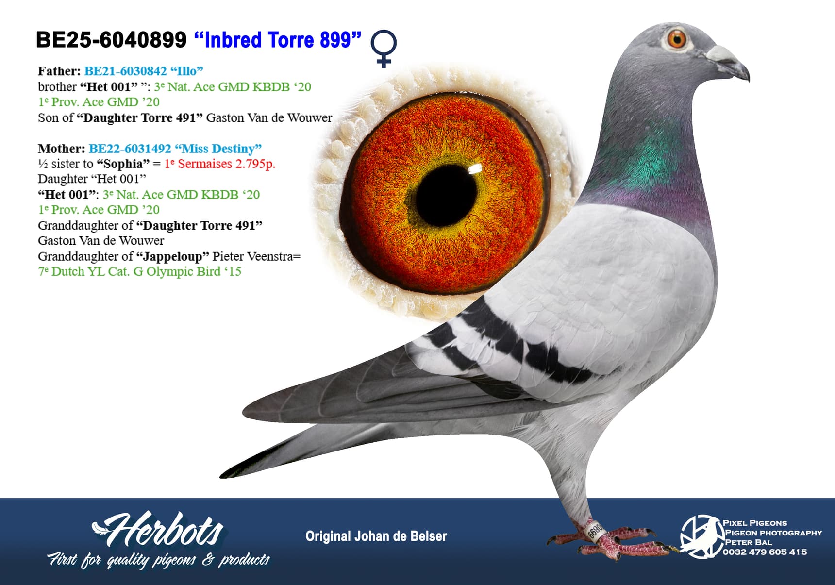 pigeon: undefined