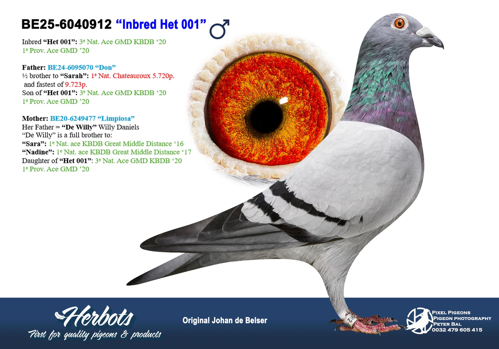 pigeon: undefined