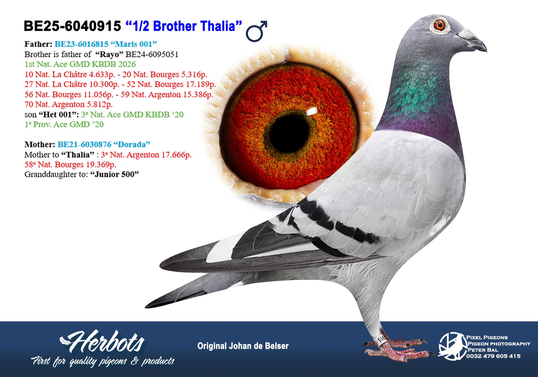pigeon: undefined