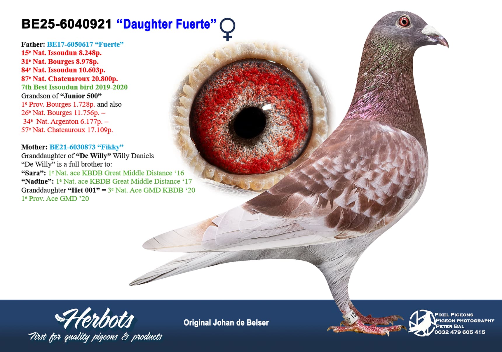 pigeon: undefined