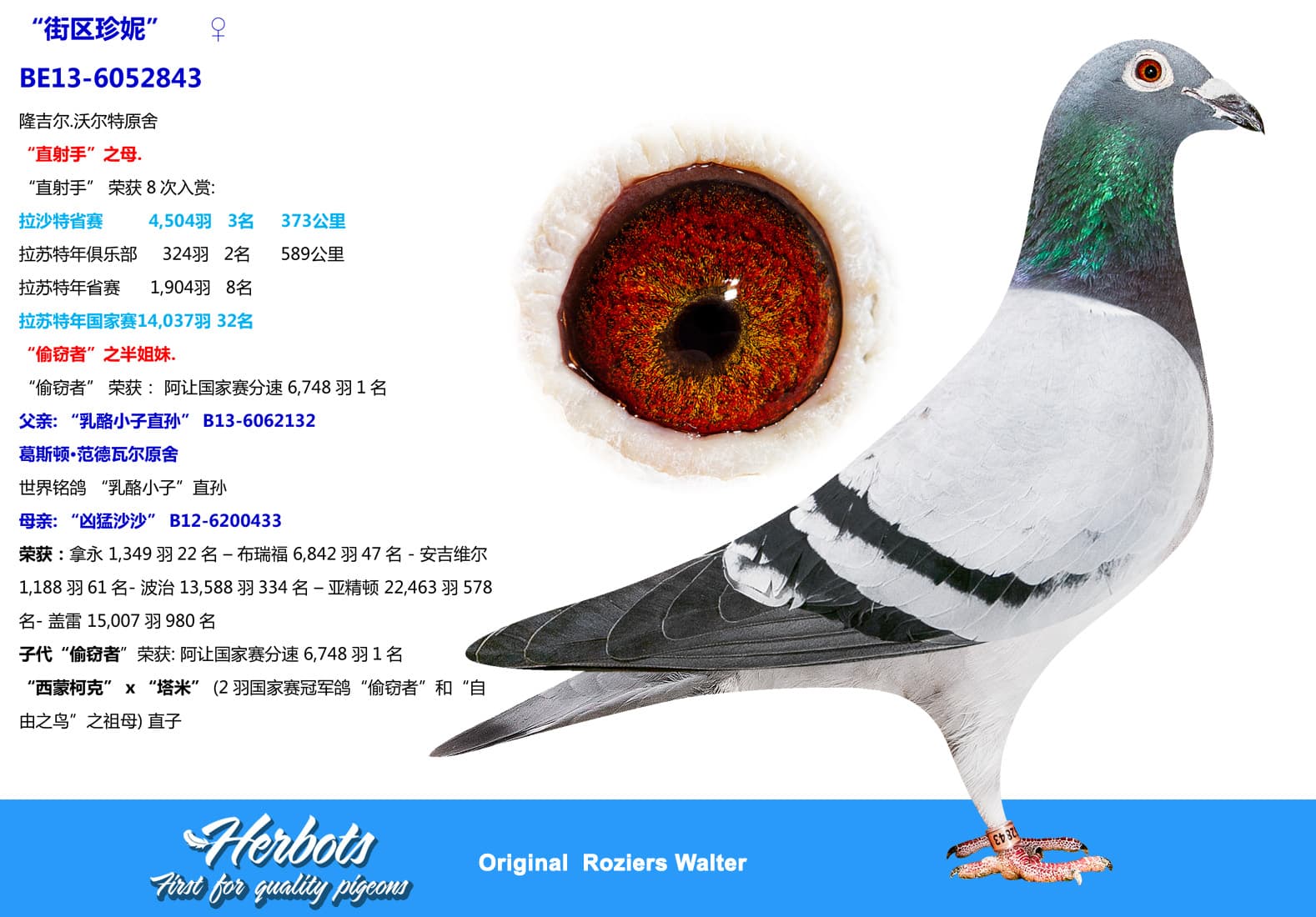 pigeon: undefined