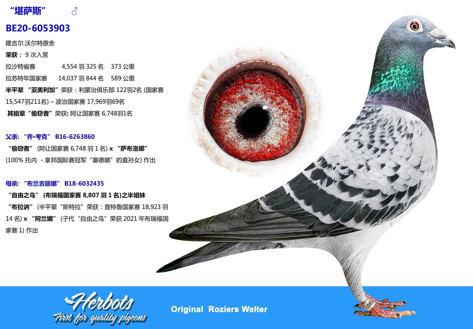 pigeon: undefined
