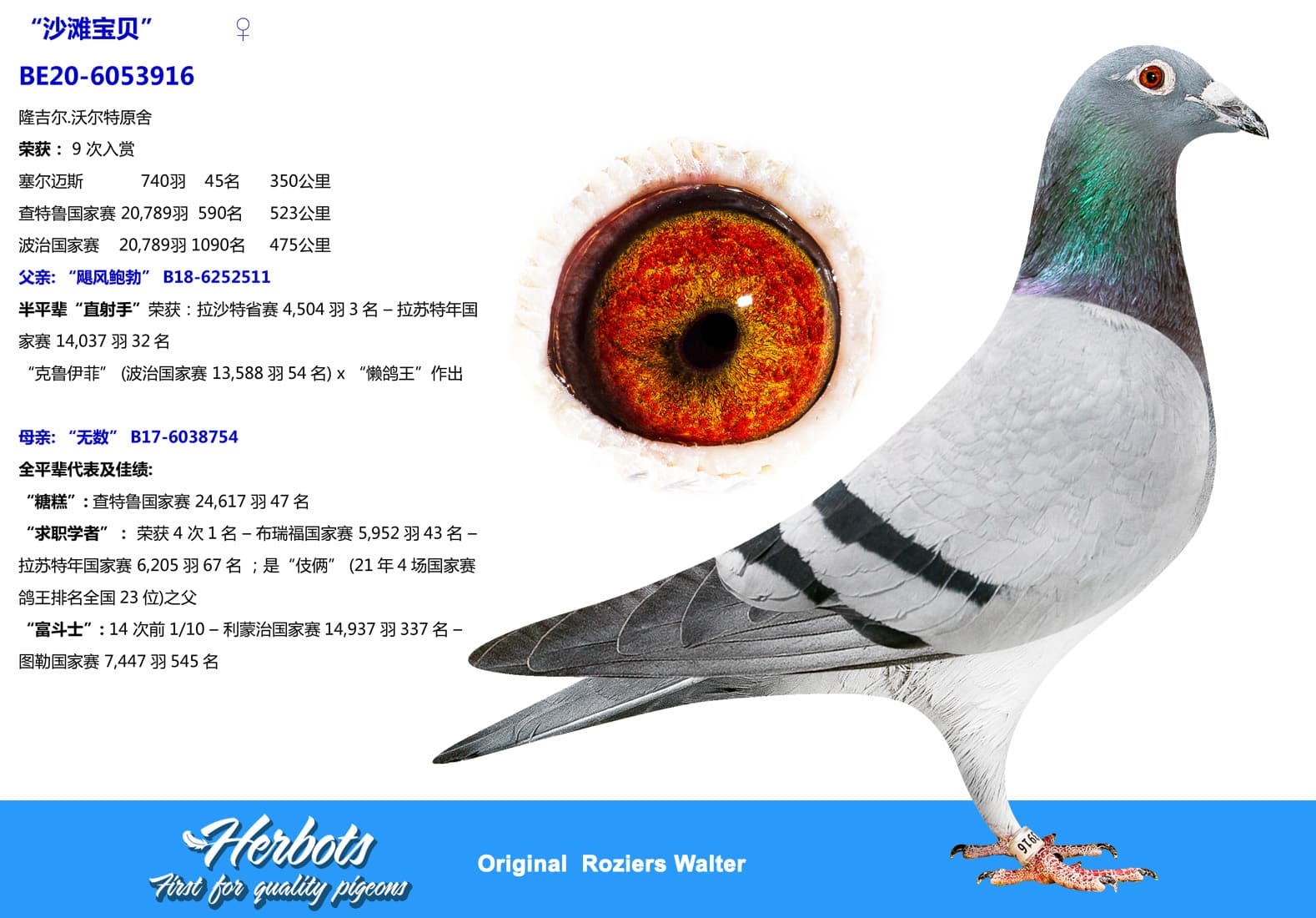 pigeon: undefined