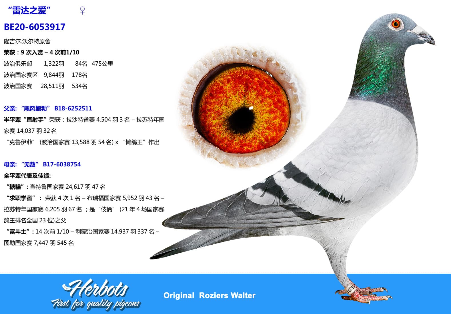 pigeon: undefined