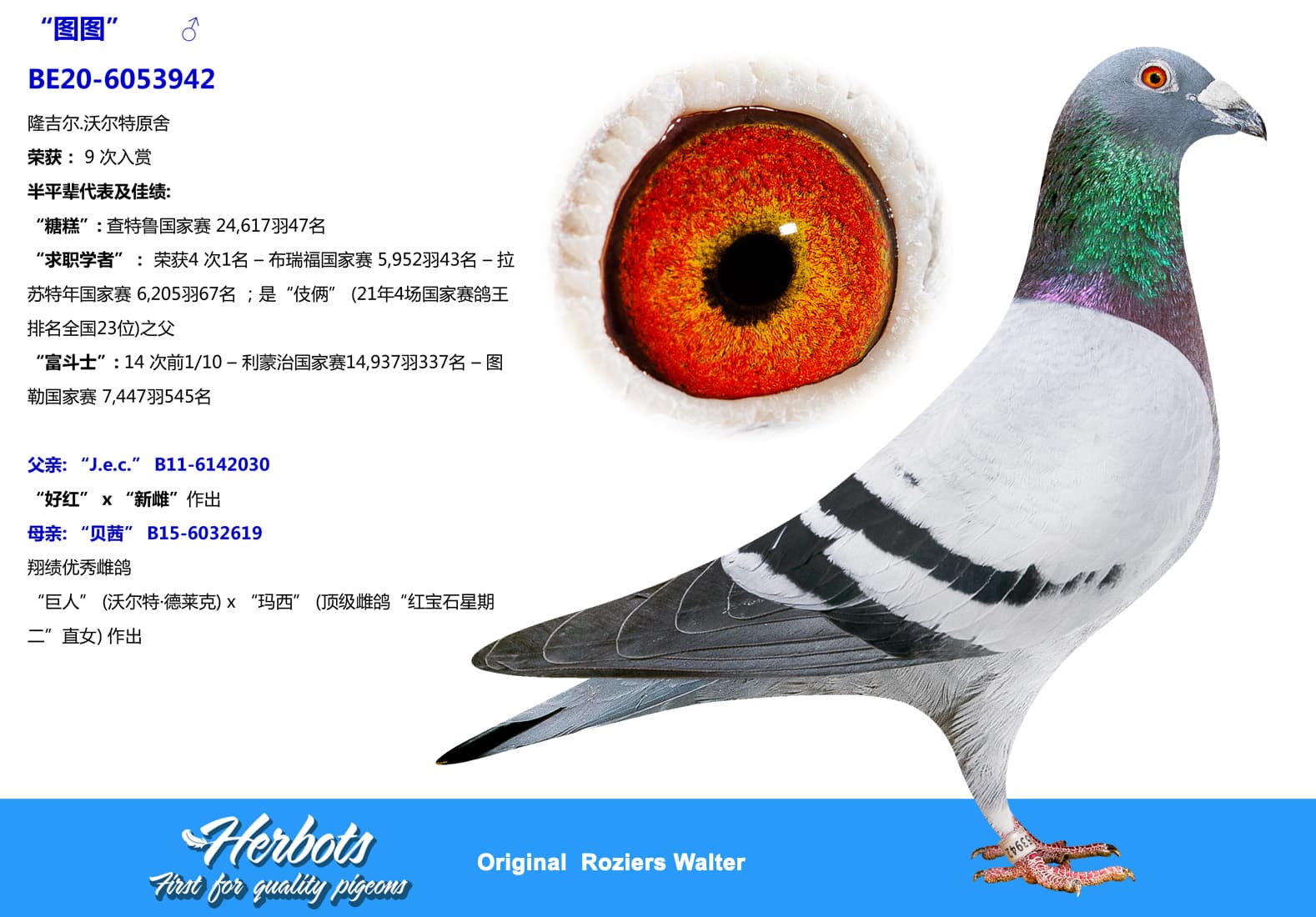 pigeon: undefined