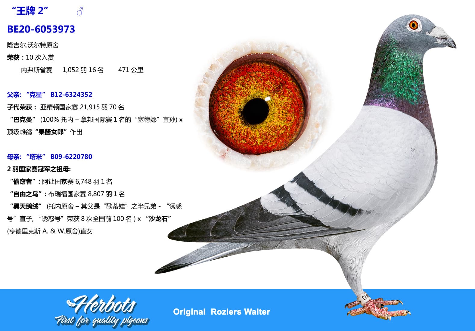 pigeon: undefined