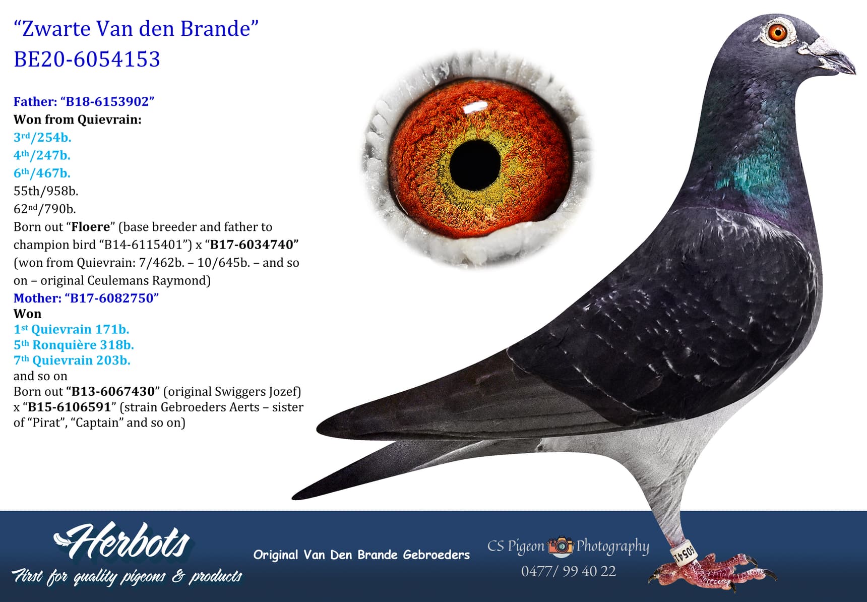 pigeon: undefined