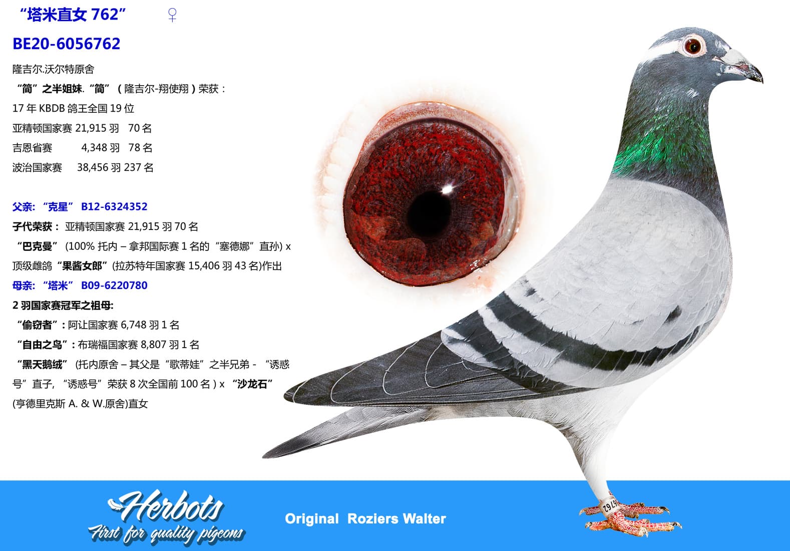 pigeon: undefined