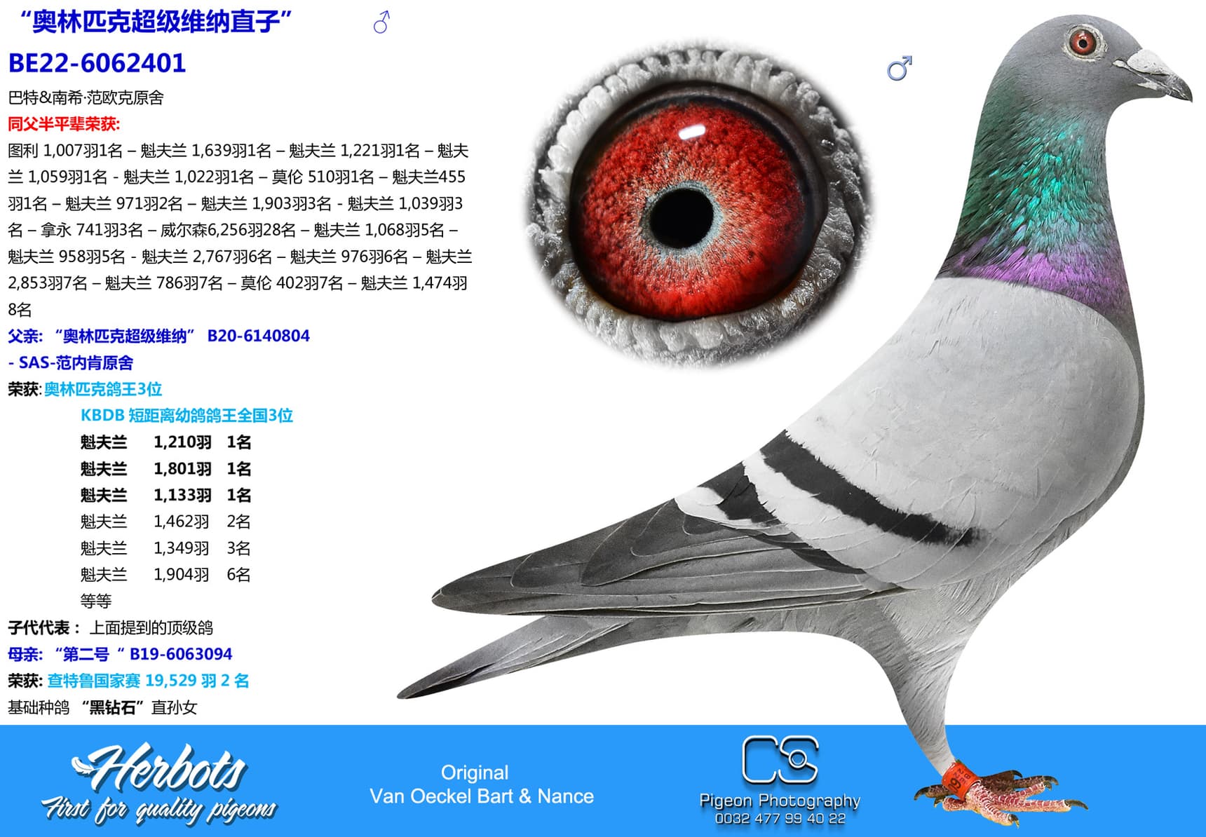 pigeon: “奥林匹克超级维纳直子”