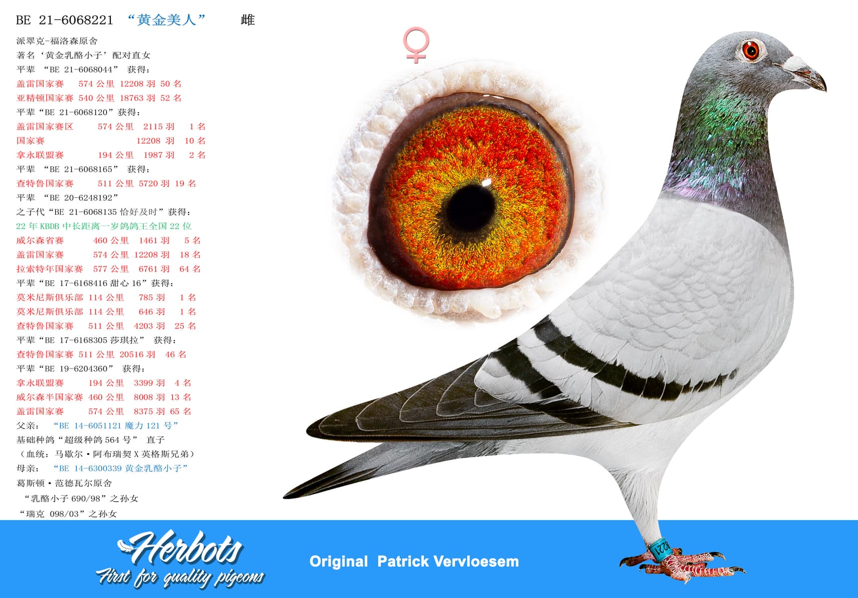 pigeon: “黄金美人”
