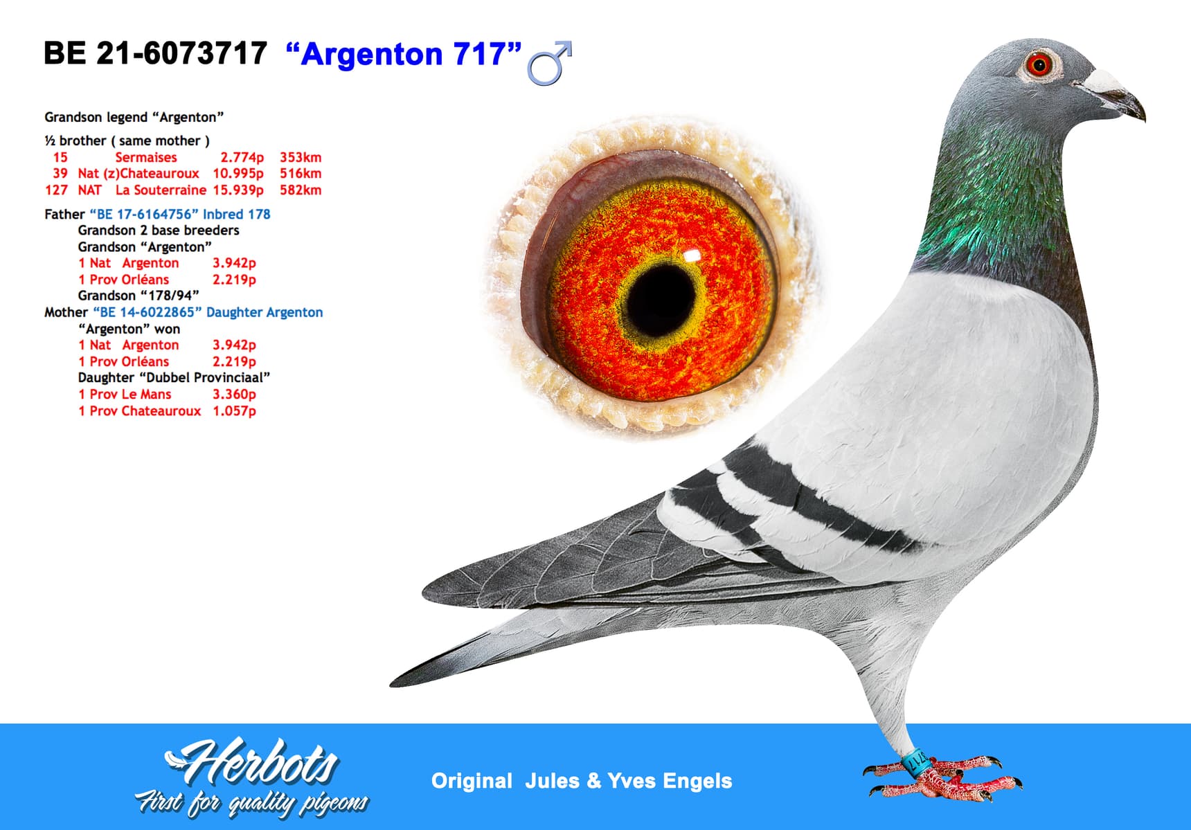 pigeon: “Argenton 717”
