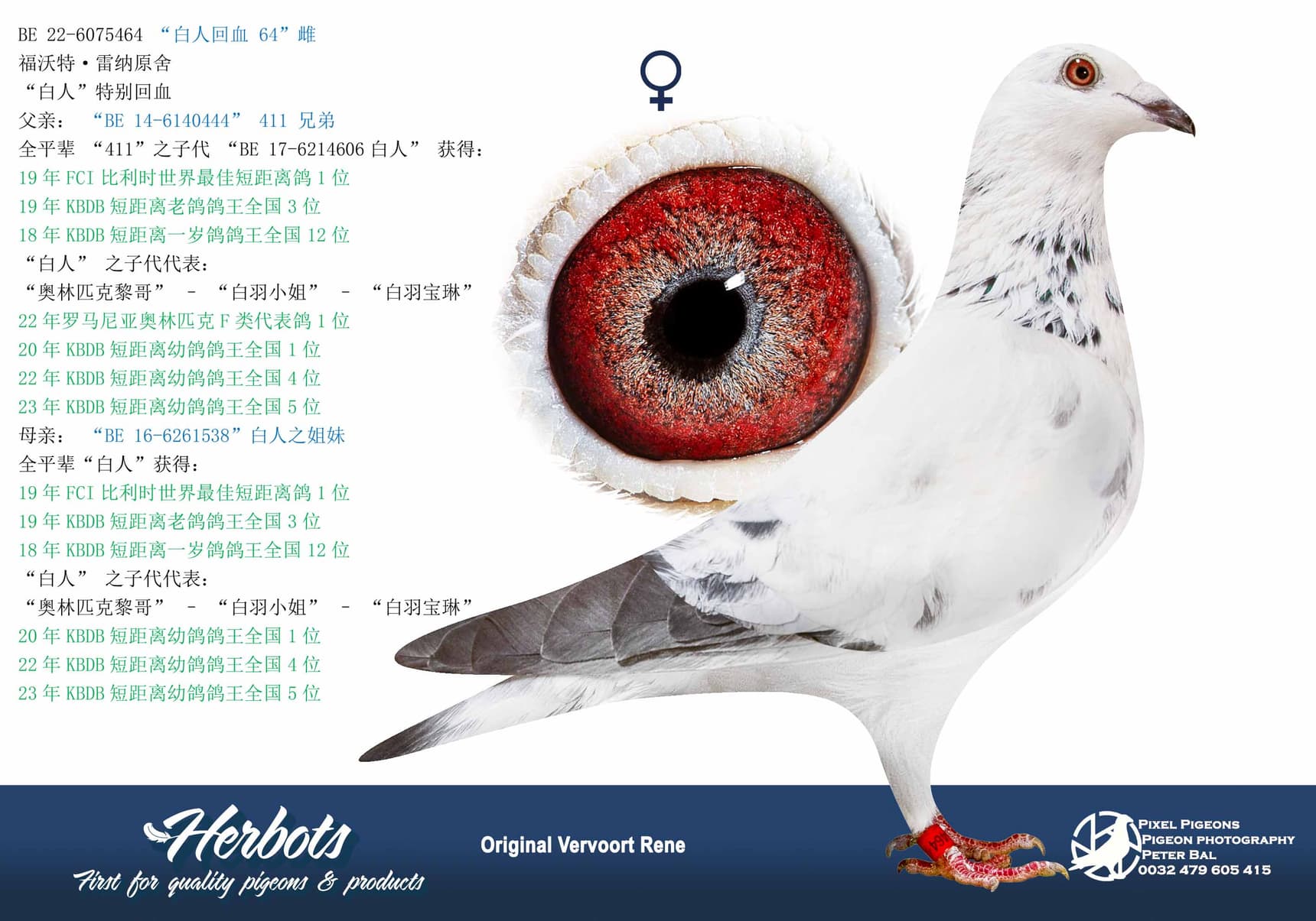 pigeon: “白人回血 64”