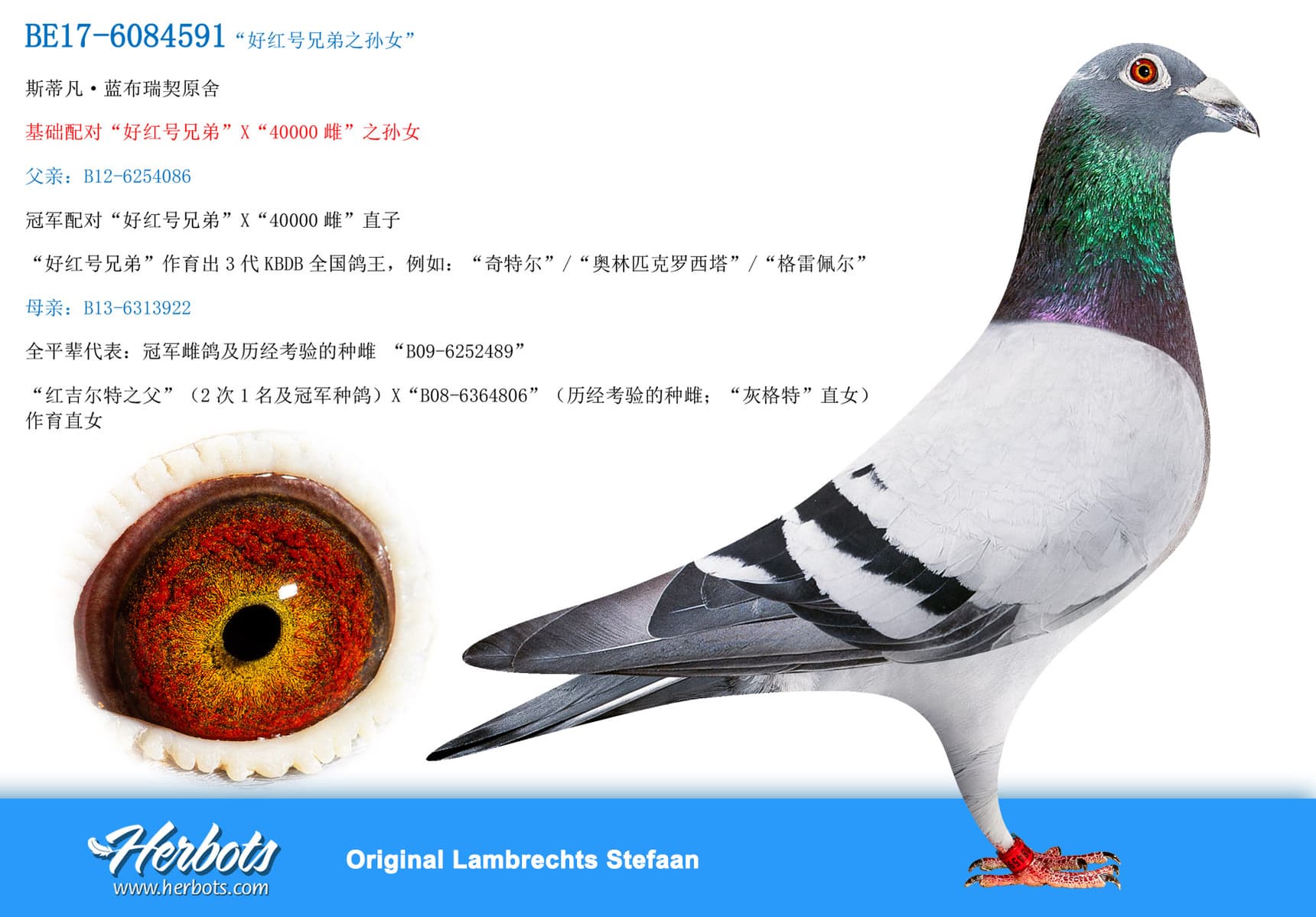 pigeon: “好红号兄弟之孙女”