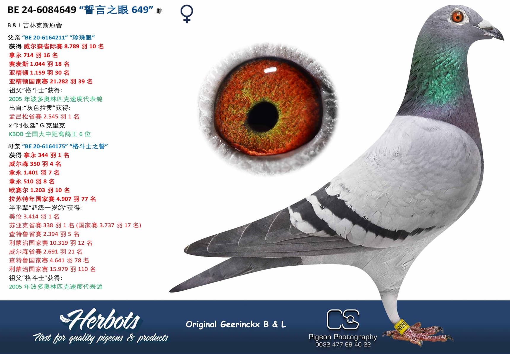 pigeon: “誓言之眼649”
