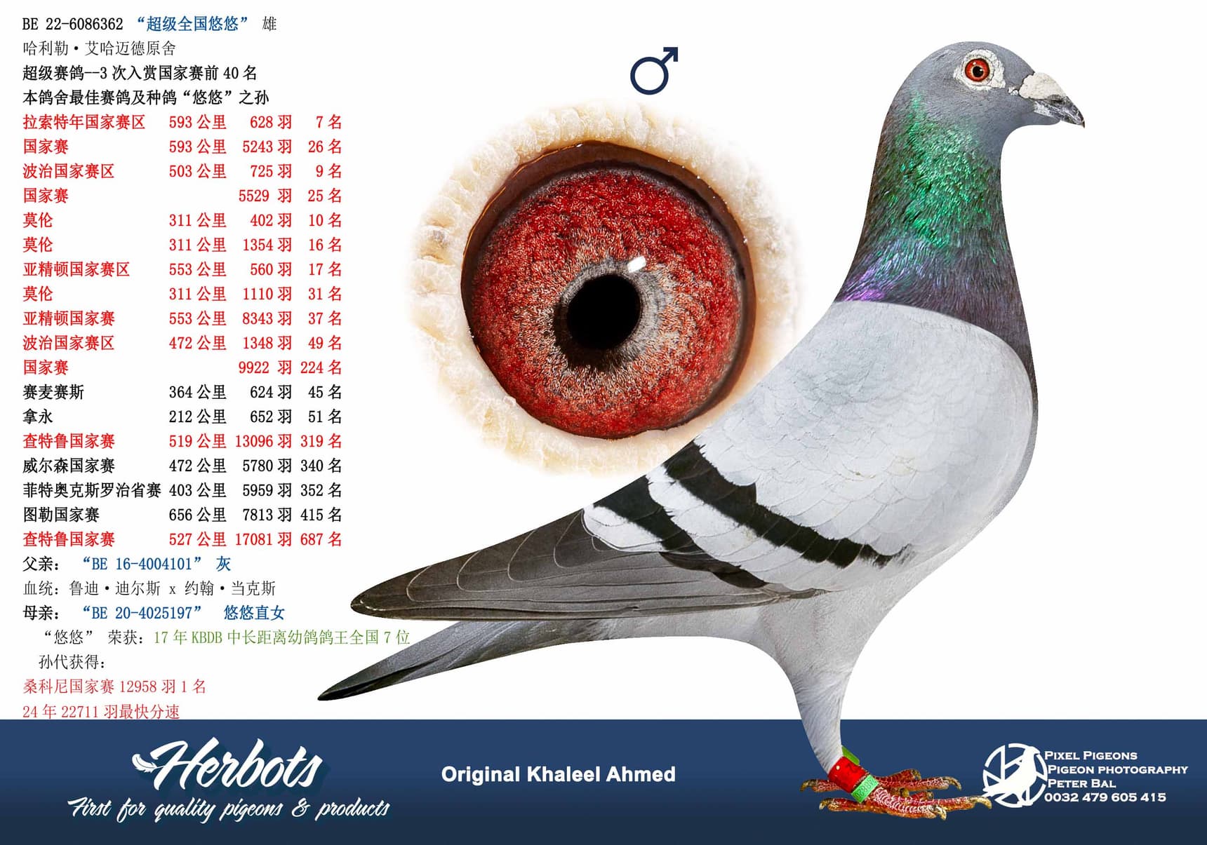 pigeon: “超级全国悠悠”