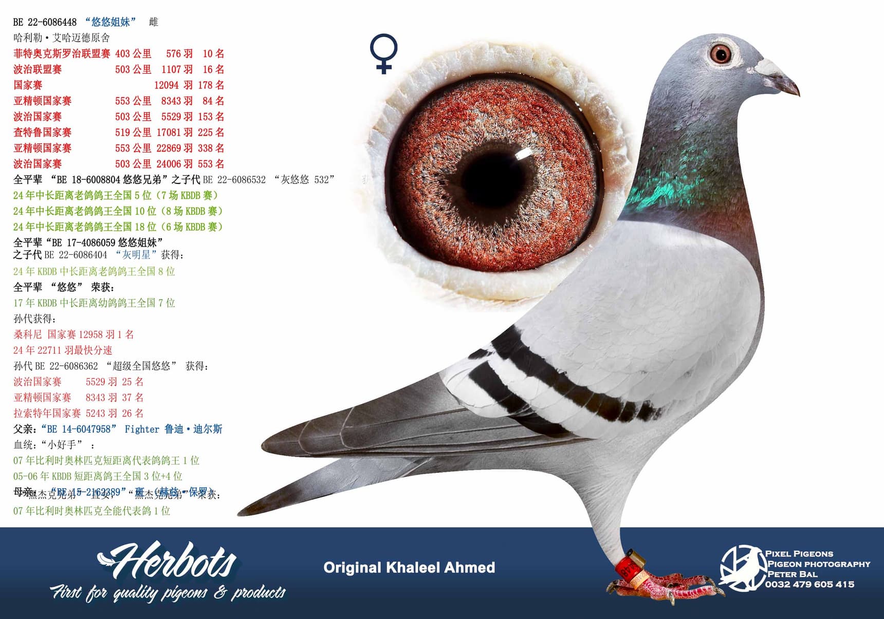 pigeon: “悠悠姐妹”