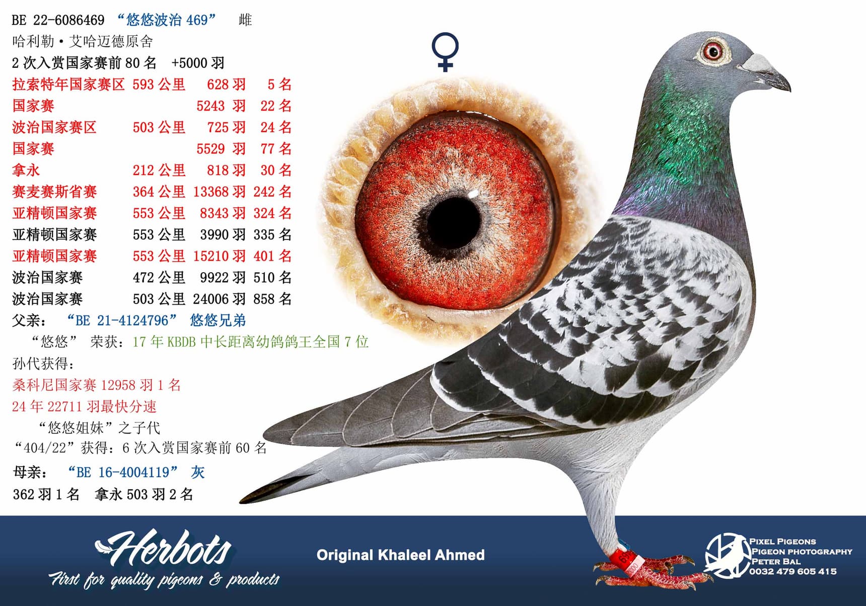 pigeon: “悠悠波治469”