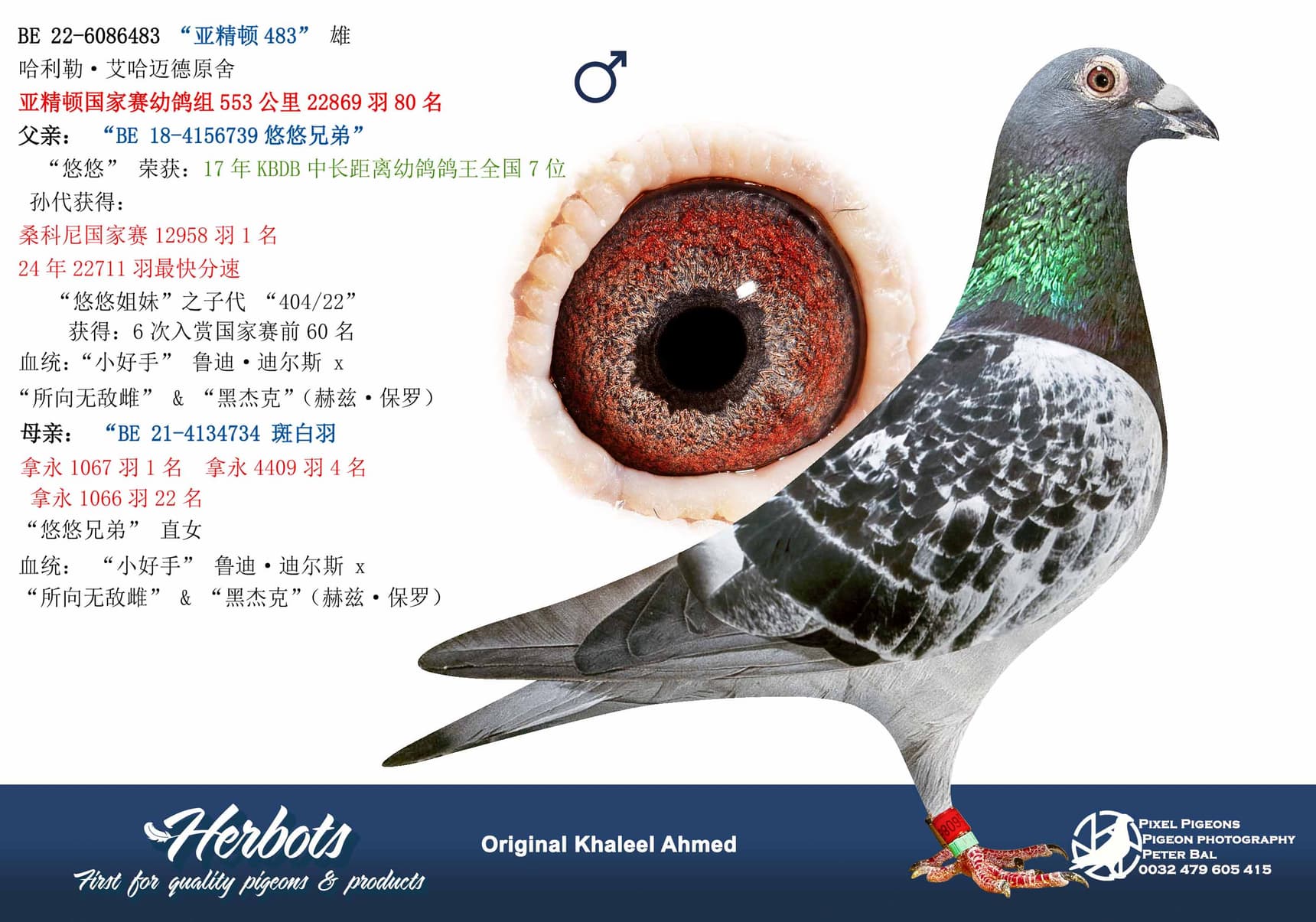 pigeon: “亚精顿483”
