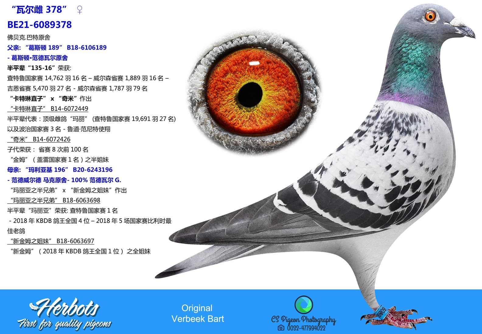 pigeon: 瓦尔雌 378