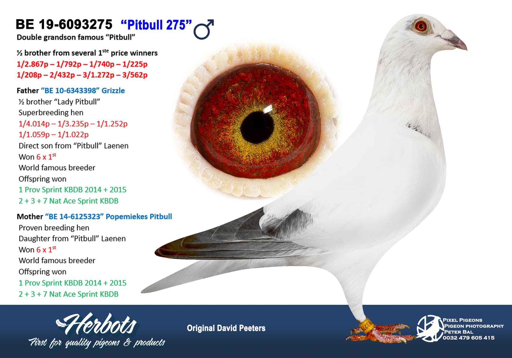 pigeon: “Pitbull 275”