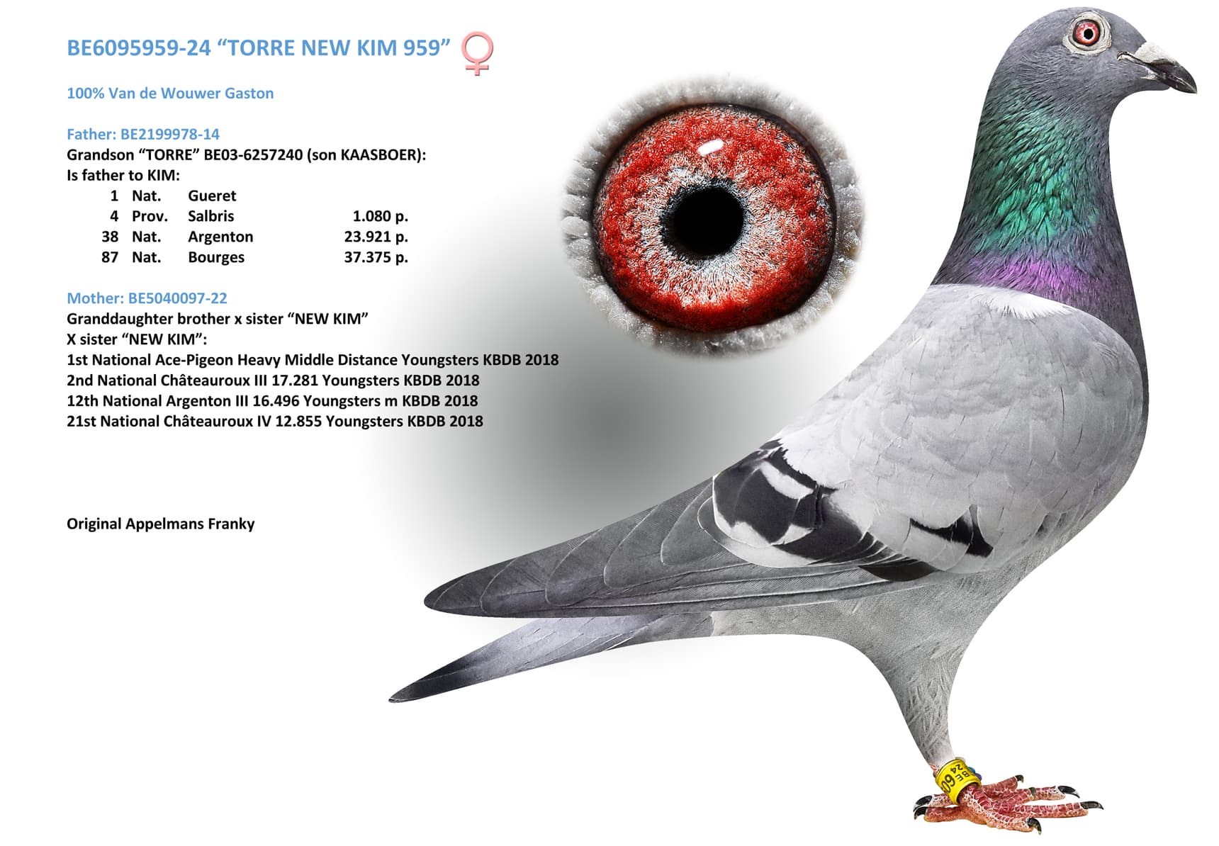 “TORRE NEW KIM 959”