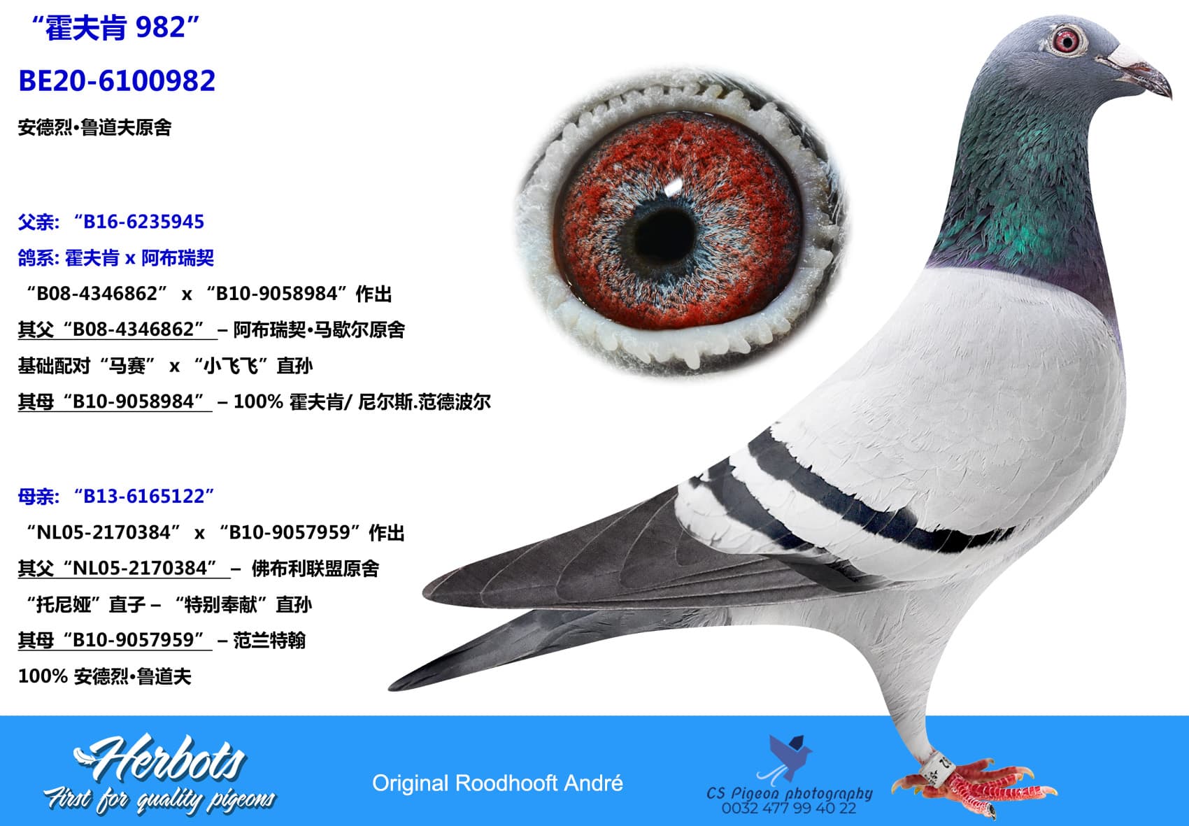 pigeon: “霍夫肯 982”