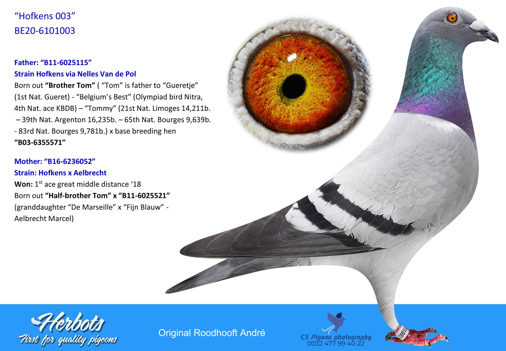 pigeon: “Hofkens 003”